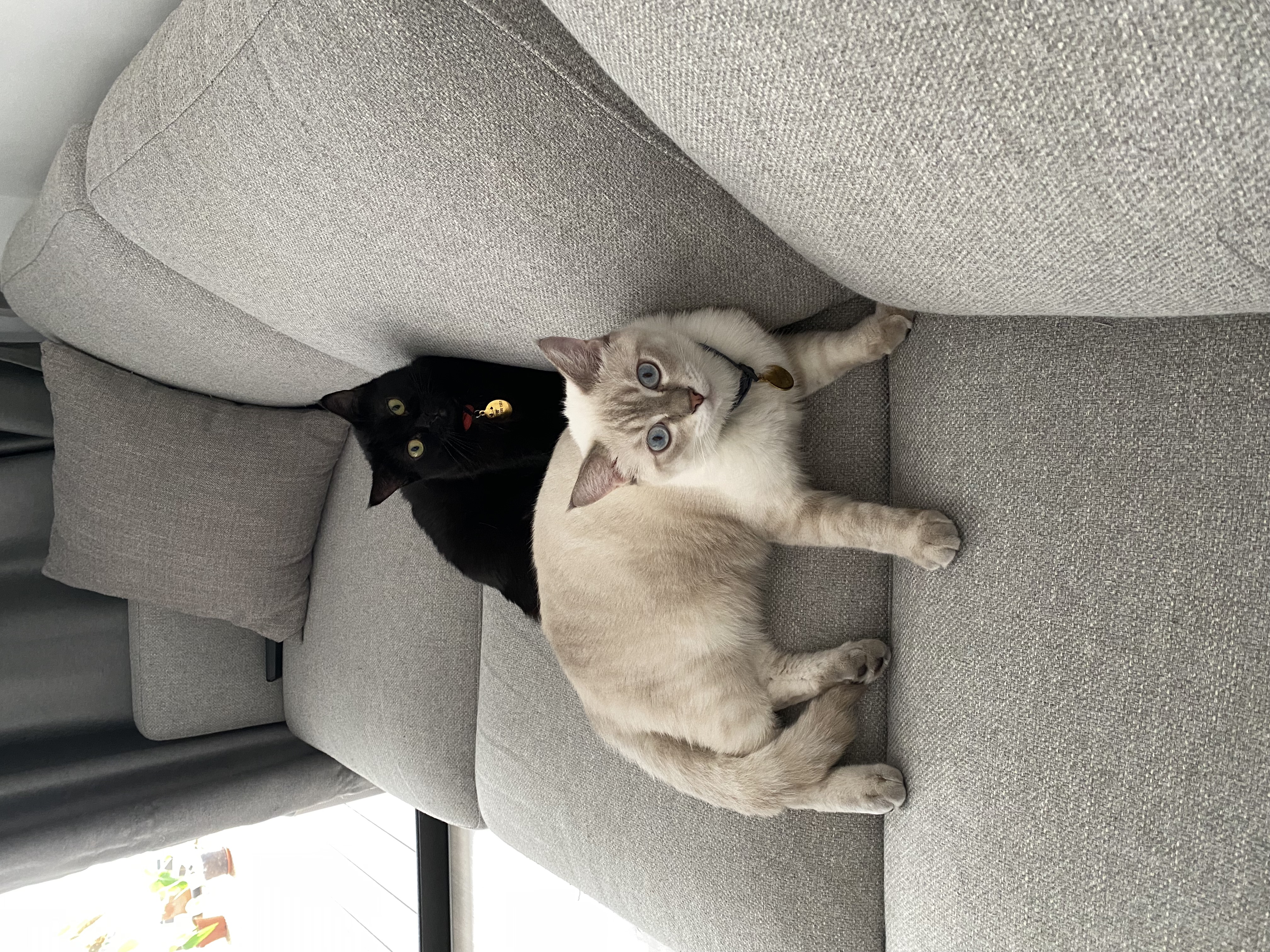 Clean Aesthetics With Grey And Black Hues  - Two cats cuddling on a gray couch, Black and white cats lying side by side, Gray