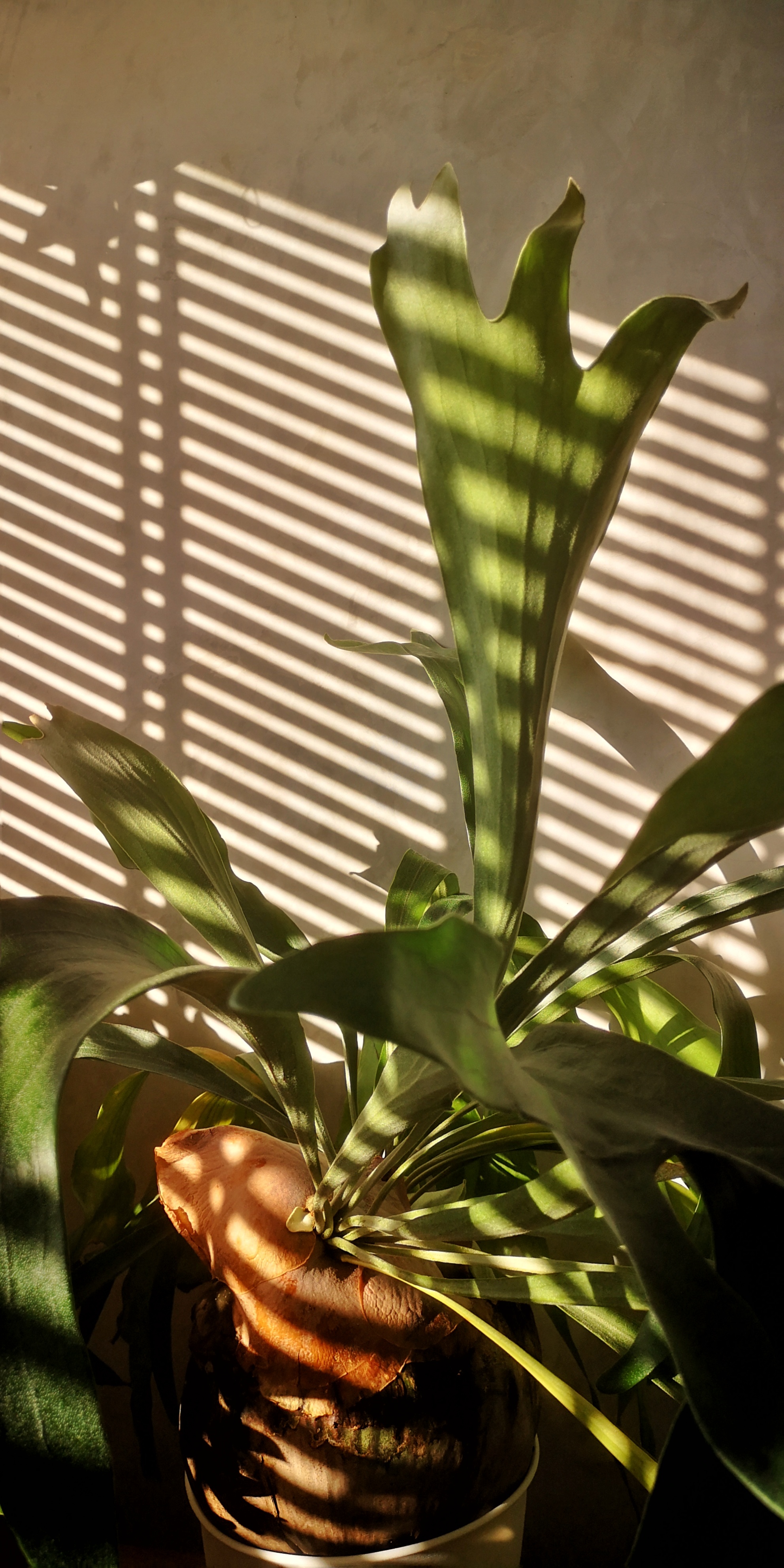 Integrating greenery into my cosy nook - Sunlit green plant with elongated leaves casting shadows, white wall with horizontal