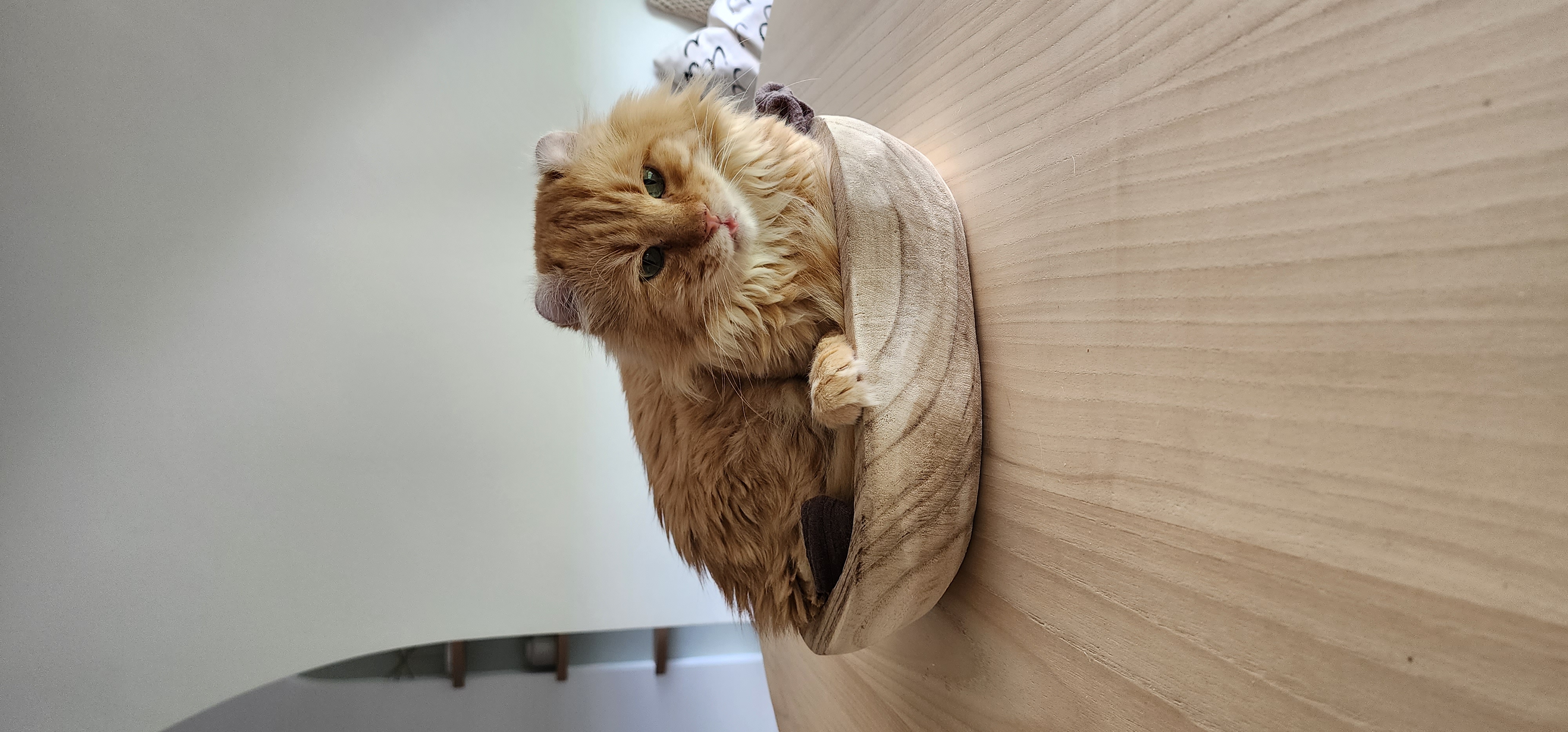 Building a pet friendly Scandinavian home - Fluffy orange cat with green eyes, curled up on a beige hat, sitting on a