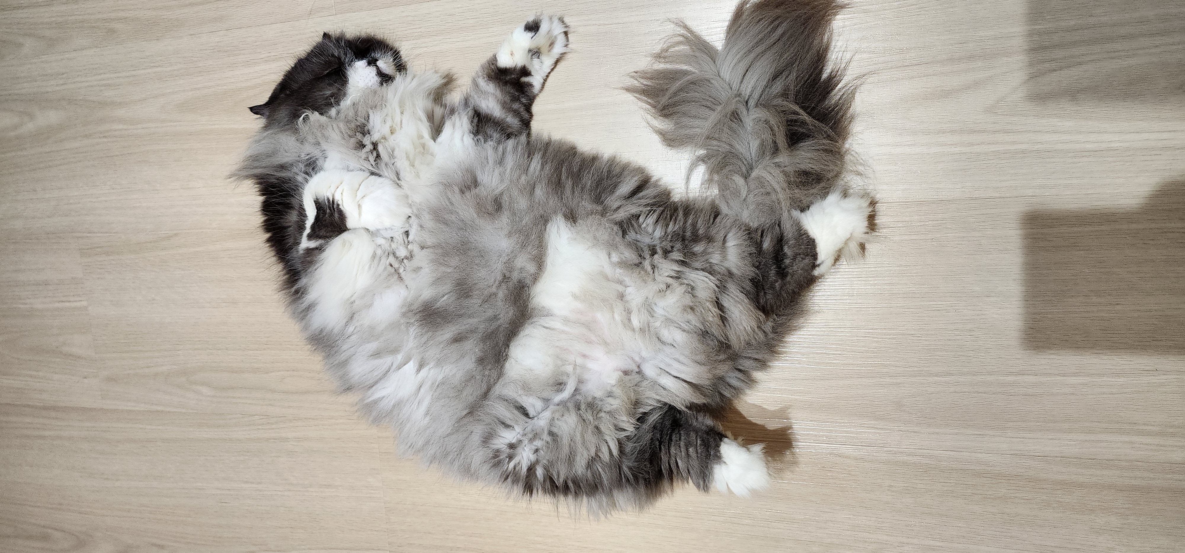 Building a pet friendly Scandinavian home - gray and white fluffy cat, lying on its back, relaxed, fluffy fur, soft bedding