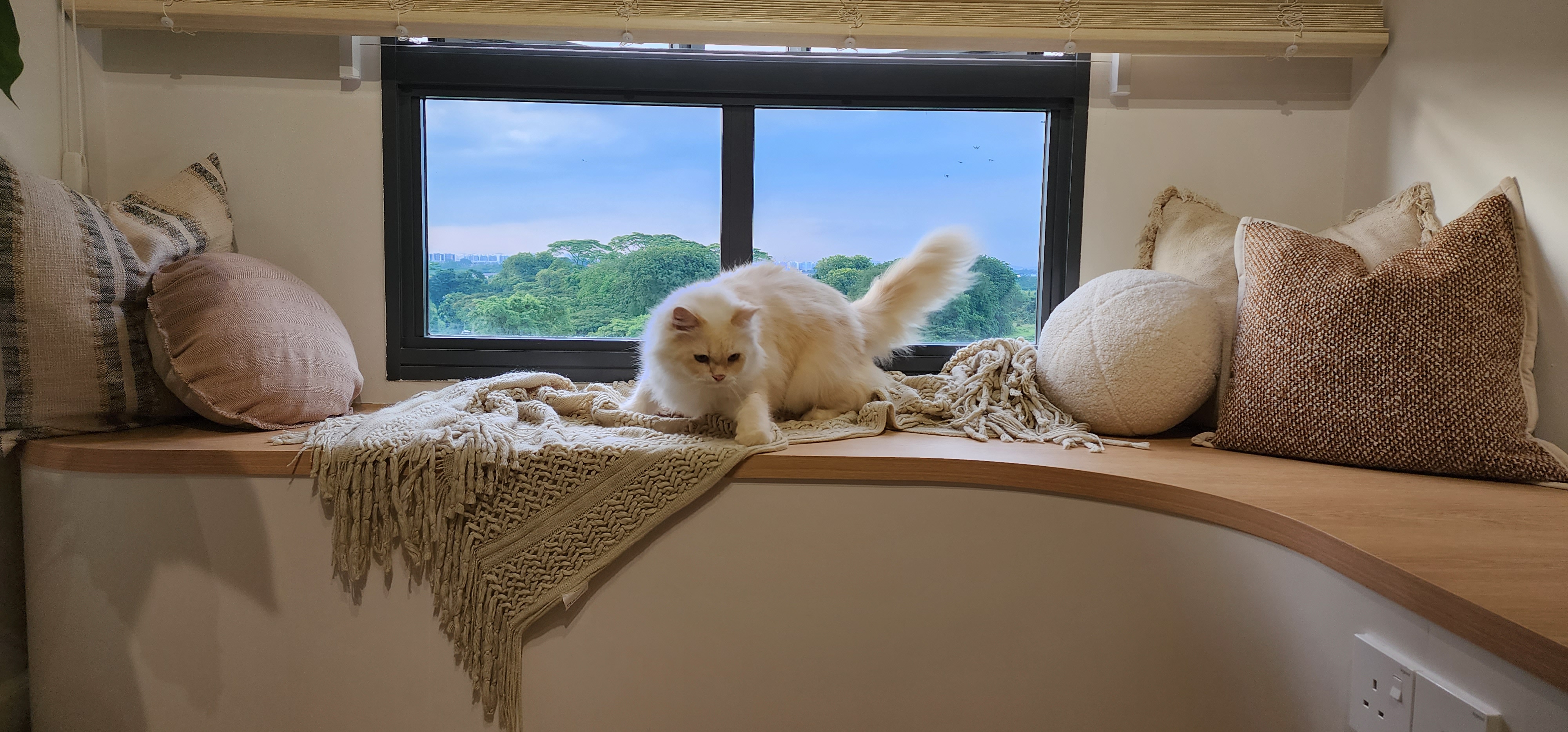 Building a pet friendly Scandinavian home - Cream-colored fluffy cat, sitting on windowsill, looking out window, cozy