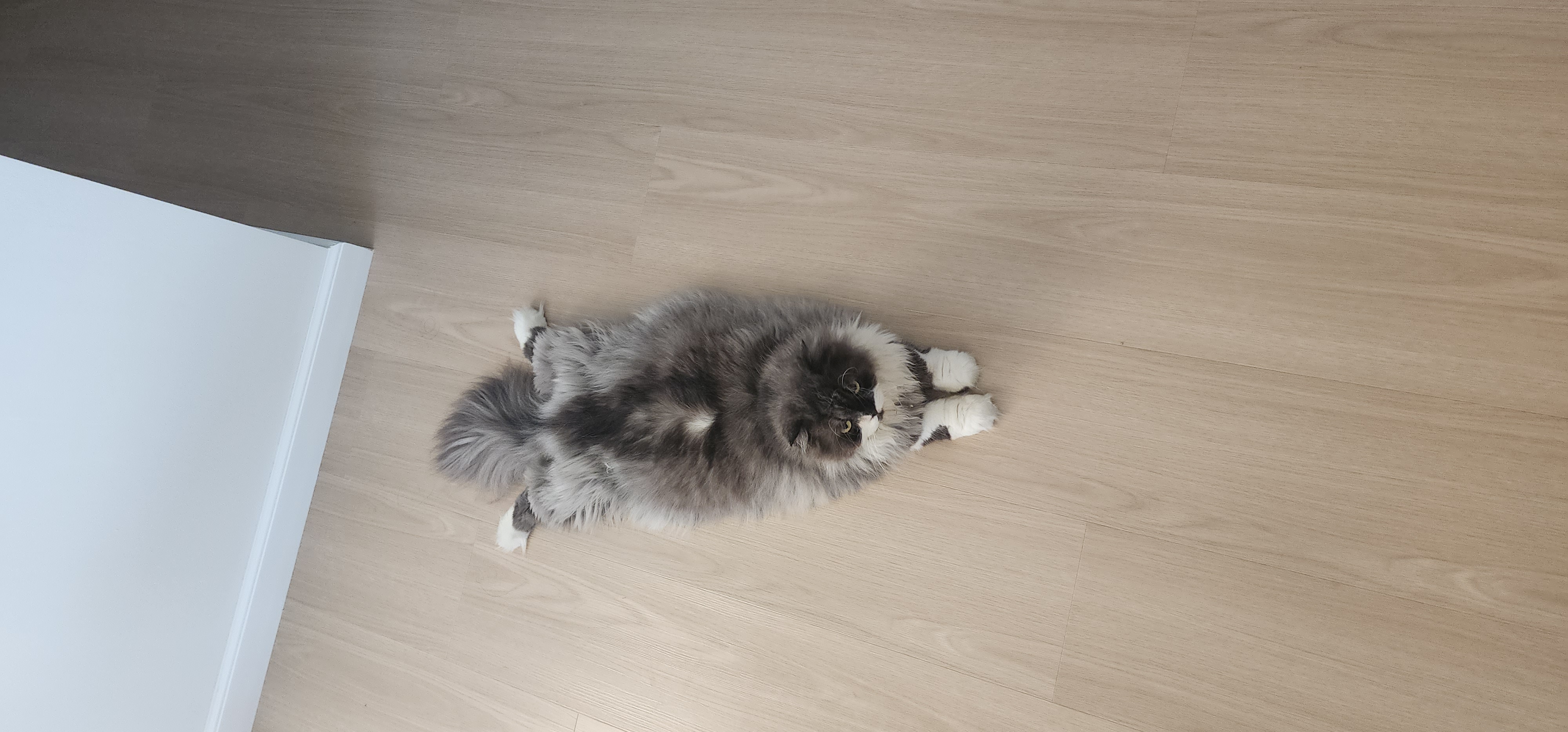 Building a pet friendly Scandinavian home - Laying on wooden floor, fluffy gray and white cat, cozy indoor setting, natural