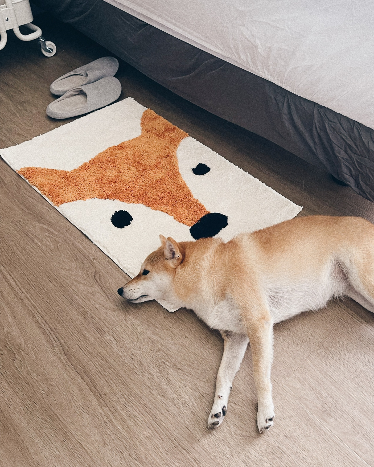 Match-your-furniture-with-your-pet?