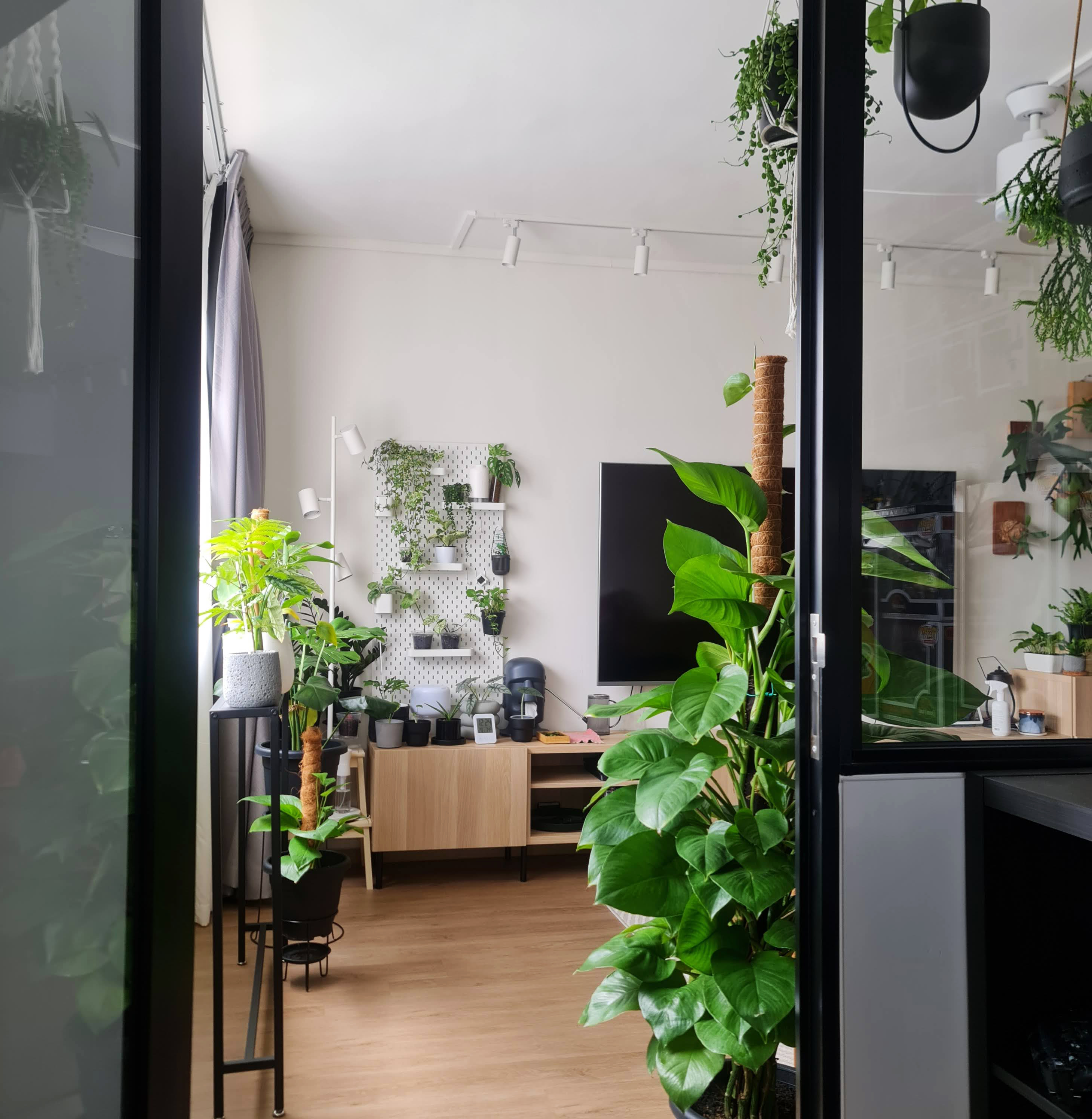 A place where we feel totally a ease - Green plants, indoor setting, modern decor, hanging plants, white ceiling, black