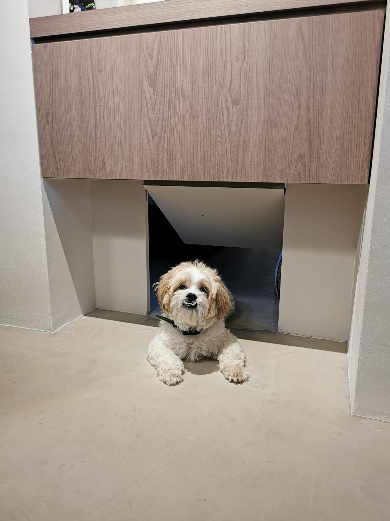 Dining room features & hidden doggy door - Wooden cabinet, small dog, white and brown fur, black collar, indoor setting