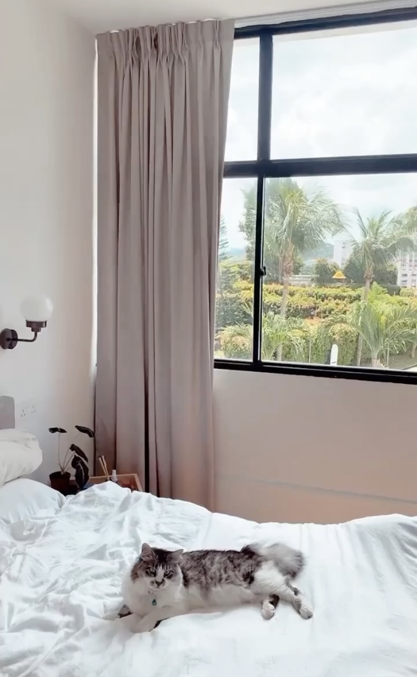 Minimalistic bedroom with a hidden closet and bathroom - Large beige curtains, white bed, fluffy gray and white cat, natural