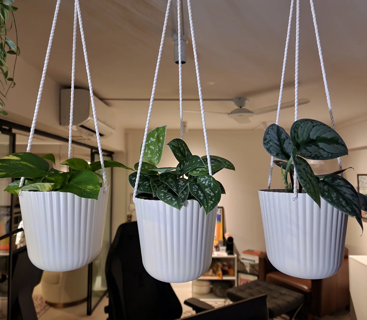 Balcony Garden With Doggy Door & Shoe Storage - Green potted plant hanging from white ropes, indoor setting, three hanging