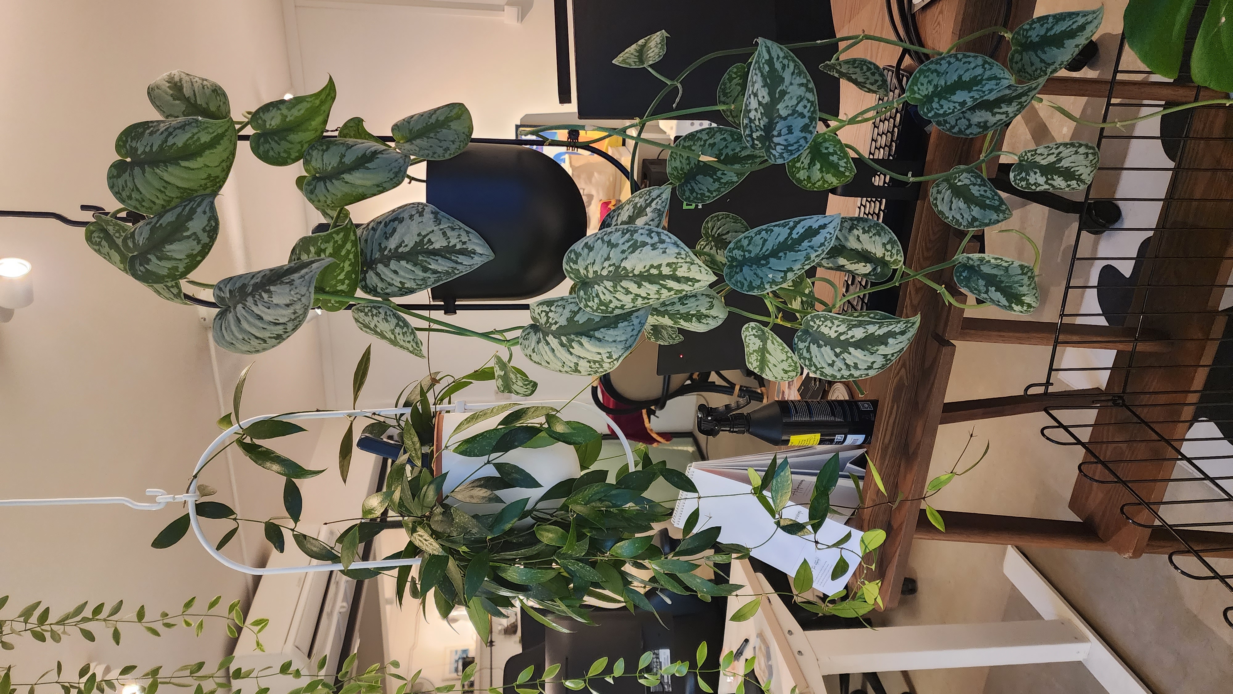 Balcony Garden With Doggy Door & Shoe Storage - Green leafy plant with white and green patterned leaves, hanging from a white