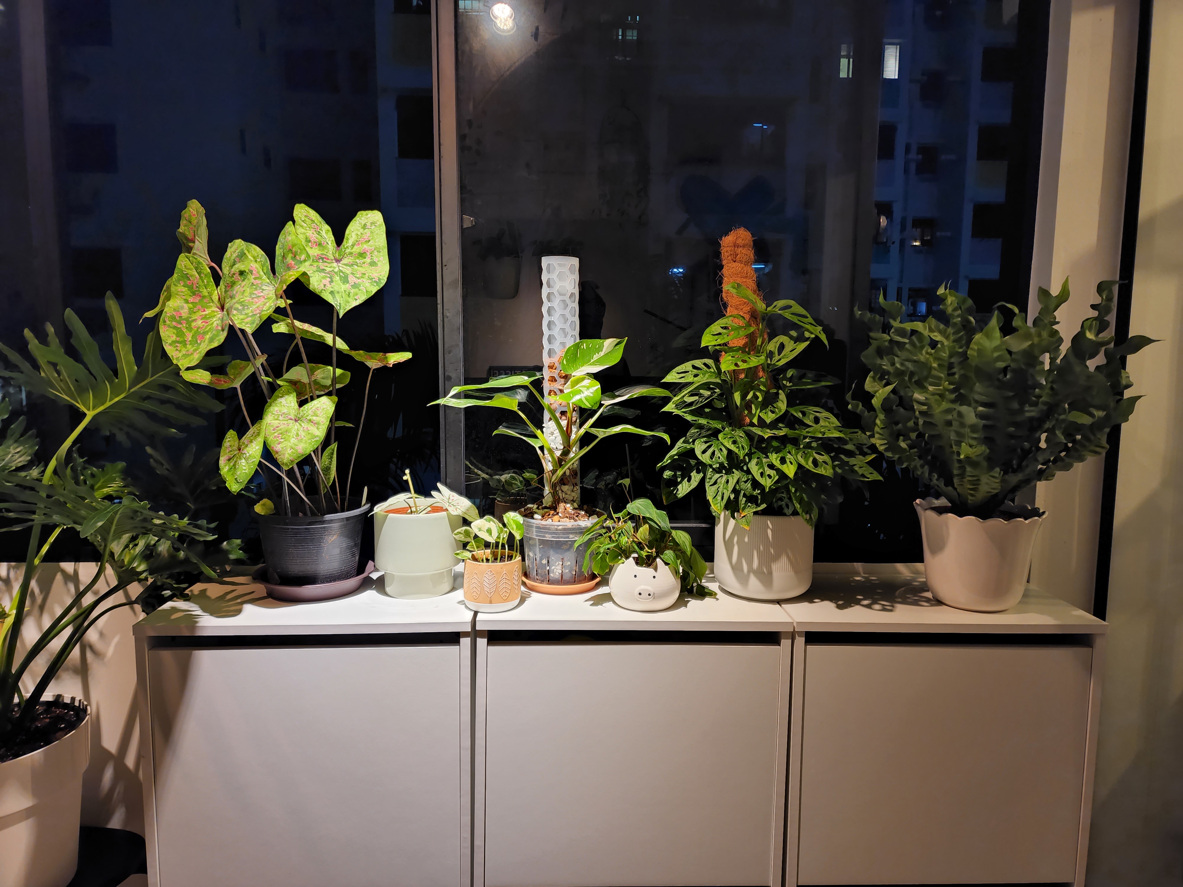 Balcony Garden With Doggy Door & Shoe Storage