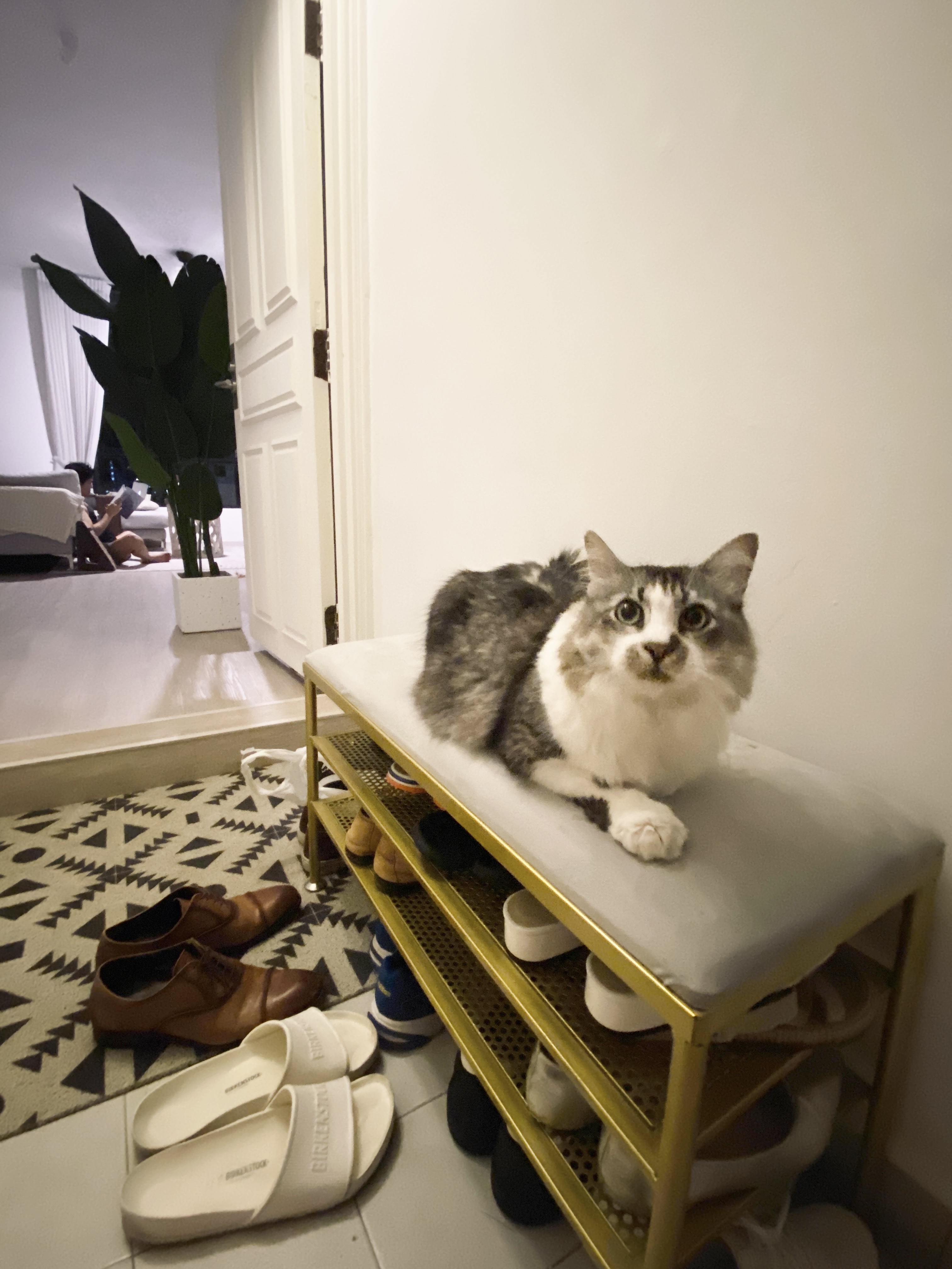 Private Entryway to our Home - gray and white fluffy cat, sitting on bench, looking at camera, indoor setting, white door