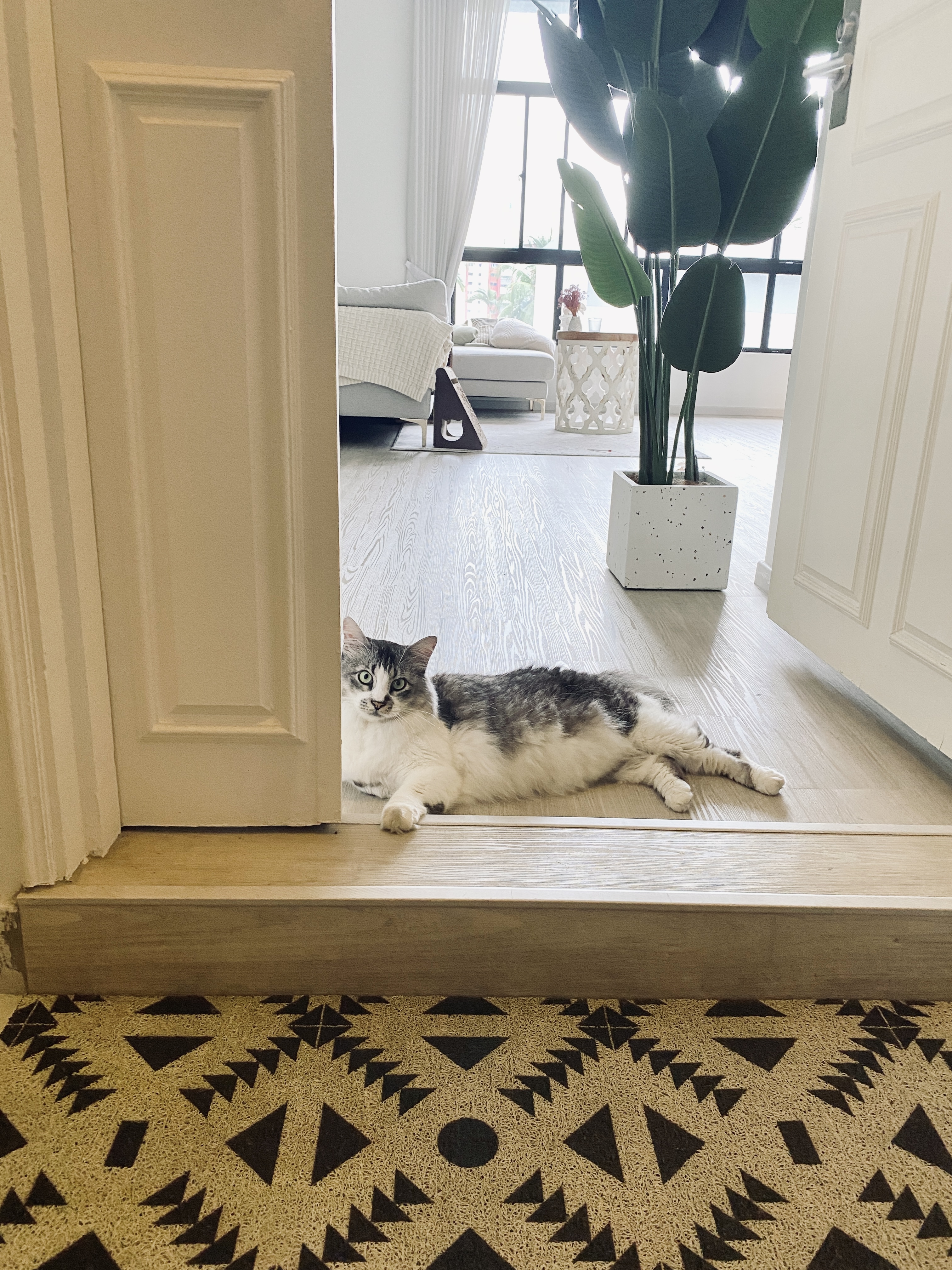 Private Entryway to our Home - leather, wooden, patterned, geometric, rug, indoor, cozy, cat, comfortable, living room
