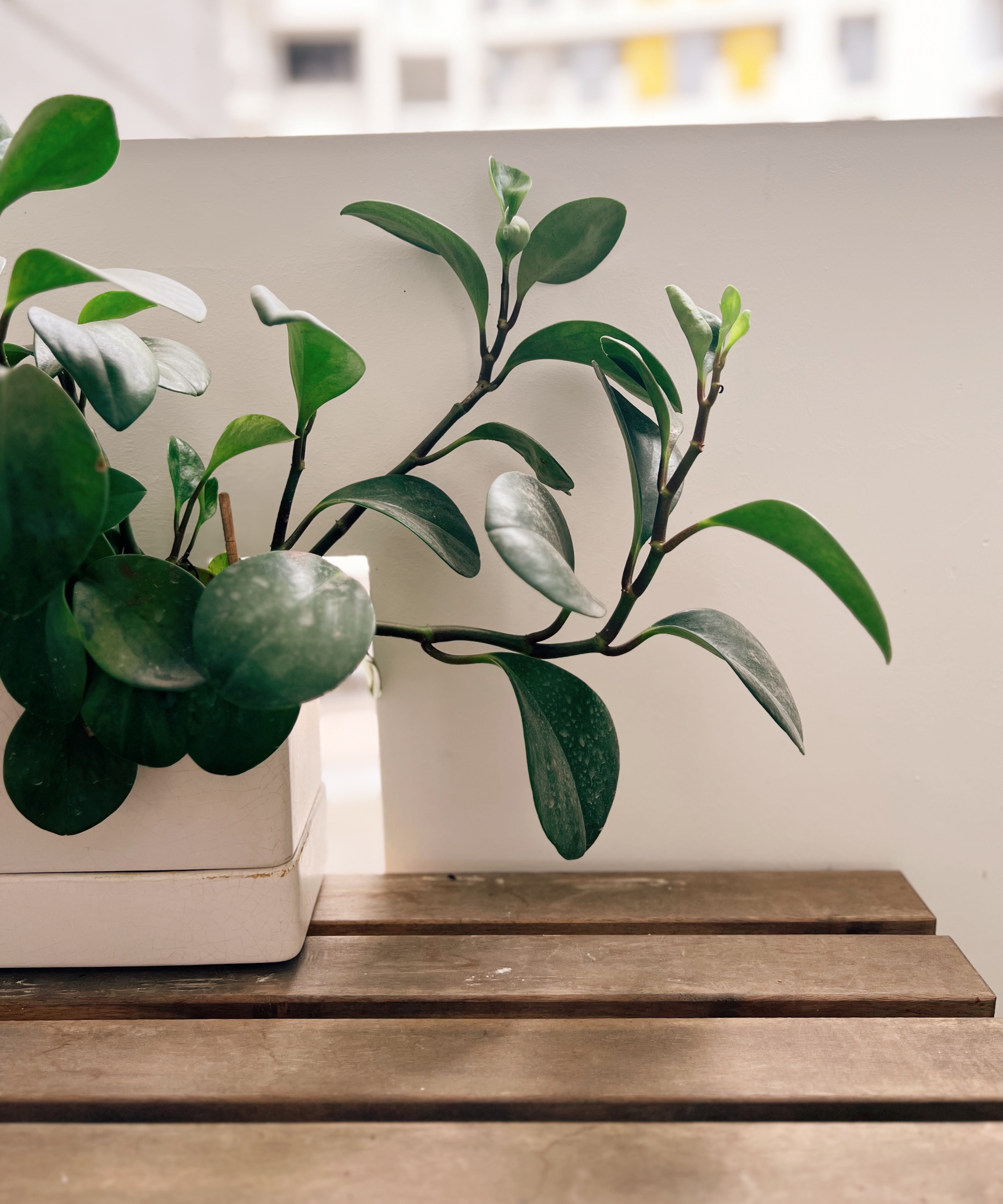 Al Fresco Serenity: Our Corridor Table and Plants - Green potted plant with glossy leaves, white pot, wooden bench, indoor