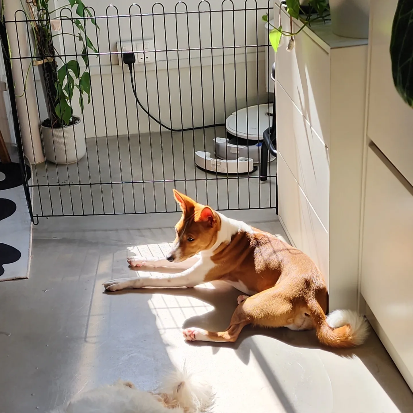 Balcony Garden With Doggy Door & Shoe Storage
