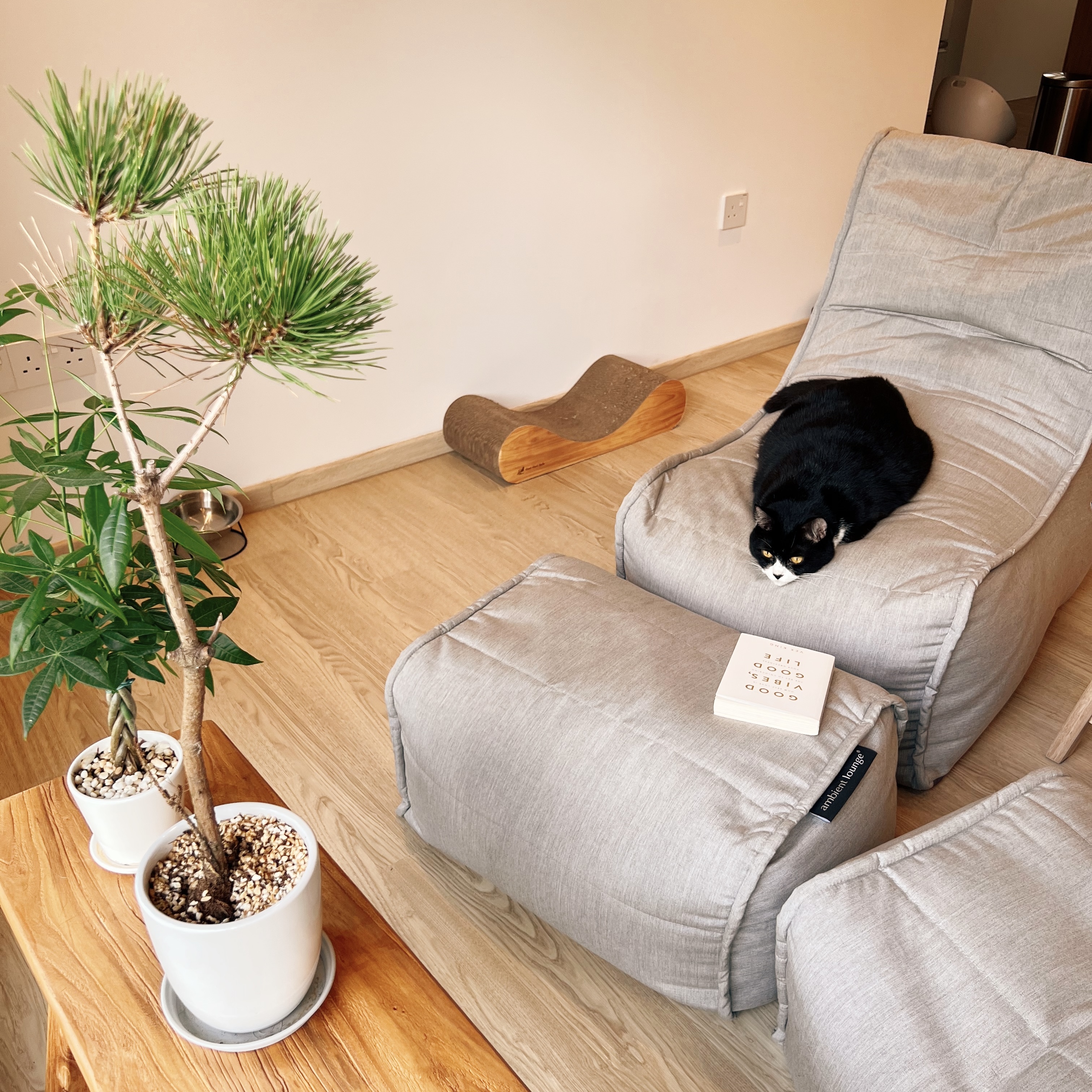 Projecting Tranquillity: A TV-Free Home - Sleek gray sofa, black and white cat, indoor living room, modern decor, cozy