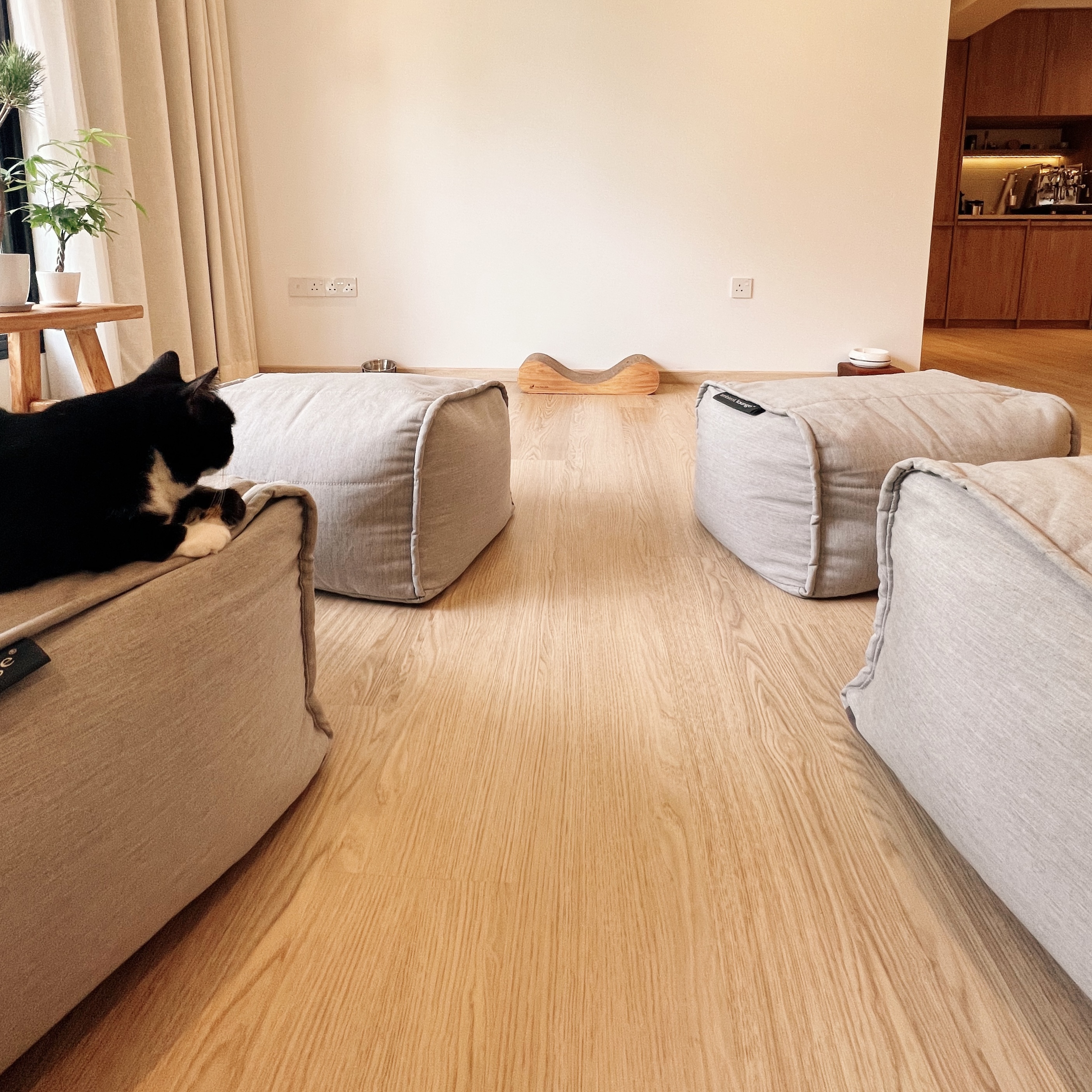 Projecting Tranquillity: A TV-Free Home - Lively black and white cat lounges on a cushioned gray sofa, eyes gazing towards a