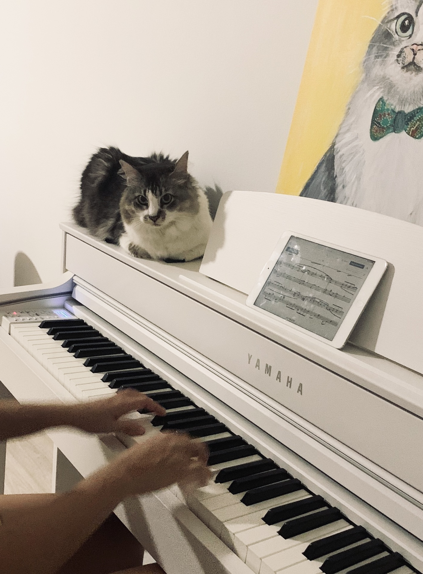 Cozy corner with our favourite things  - Cat sitting on top of Yamaha piano, person playing piano, tablet displaying music