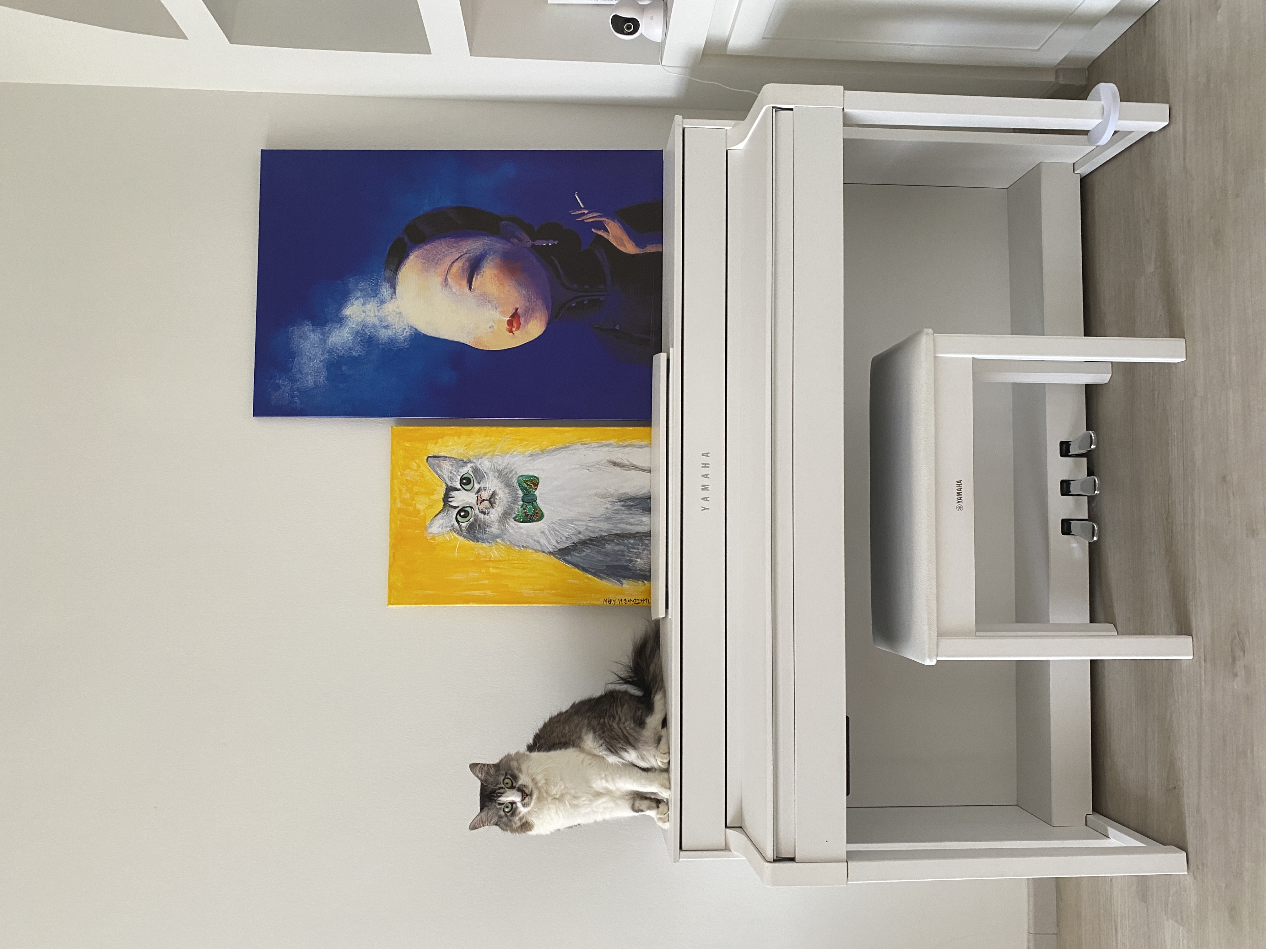 Cozy corner with our favourite things  - Cat sitting on open white shelf, Blue and yellow artwork on wall, Cat wearing green