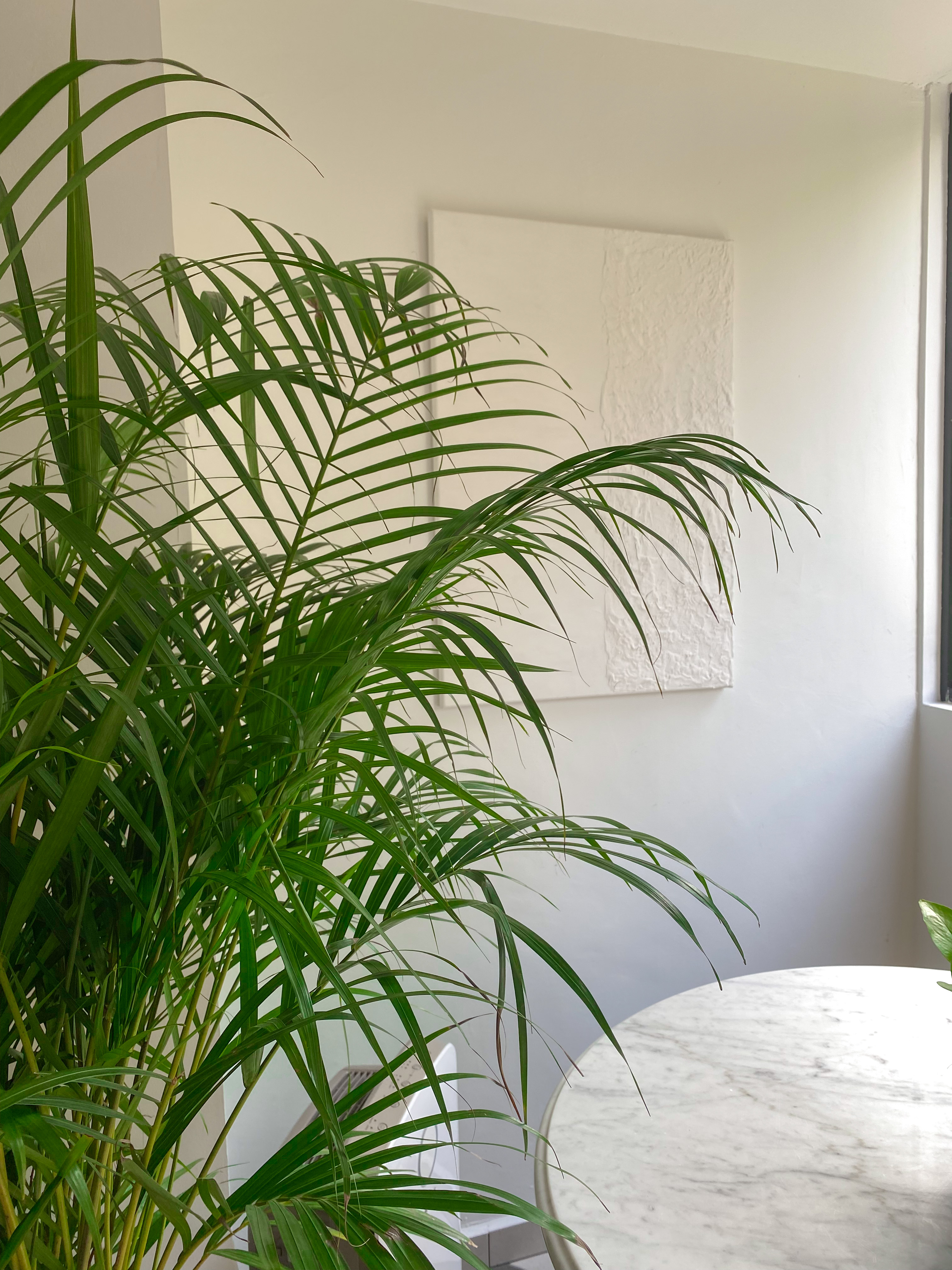 The Best of Bright & Airy Balcony Spaces to Rest and Relax - Green potted plant, indoor setting, white wall, textured