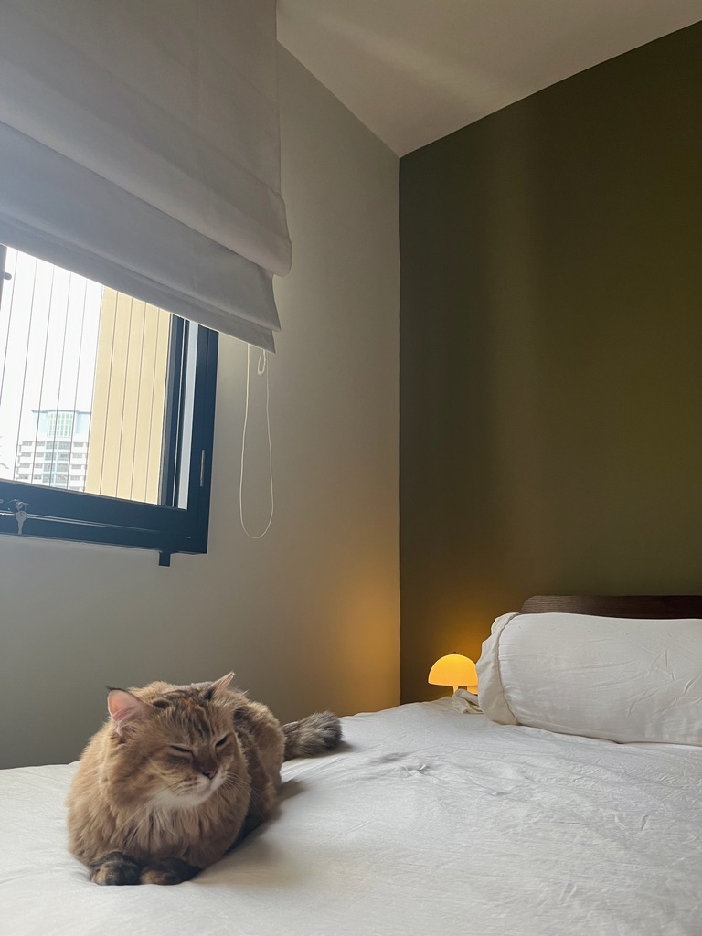 Minimalist Master Bedroom in Green & Grey Hues  - Glamorous cat lounges on bed, fluffy fur illuminated by warm light, window