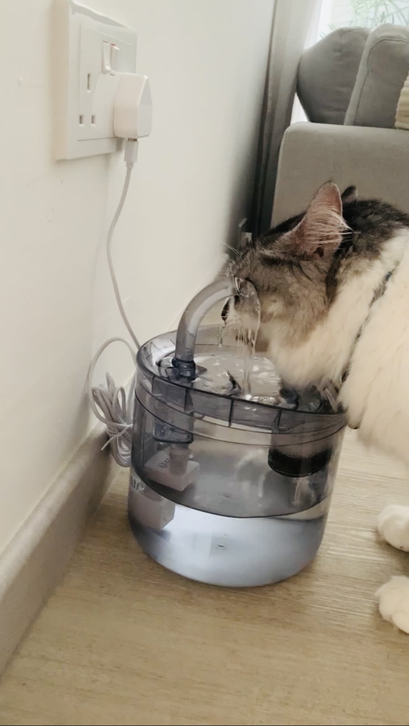 All that your indoor cat needs to stay happy - White wall-mounted electrical outlet, gray and white cat drinking water