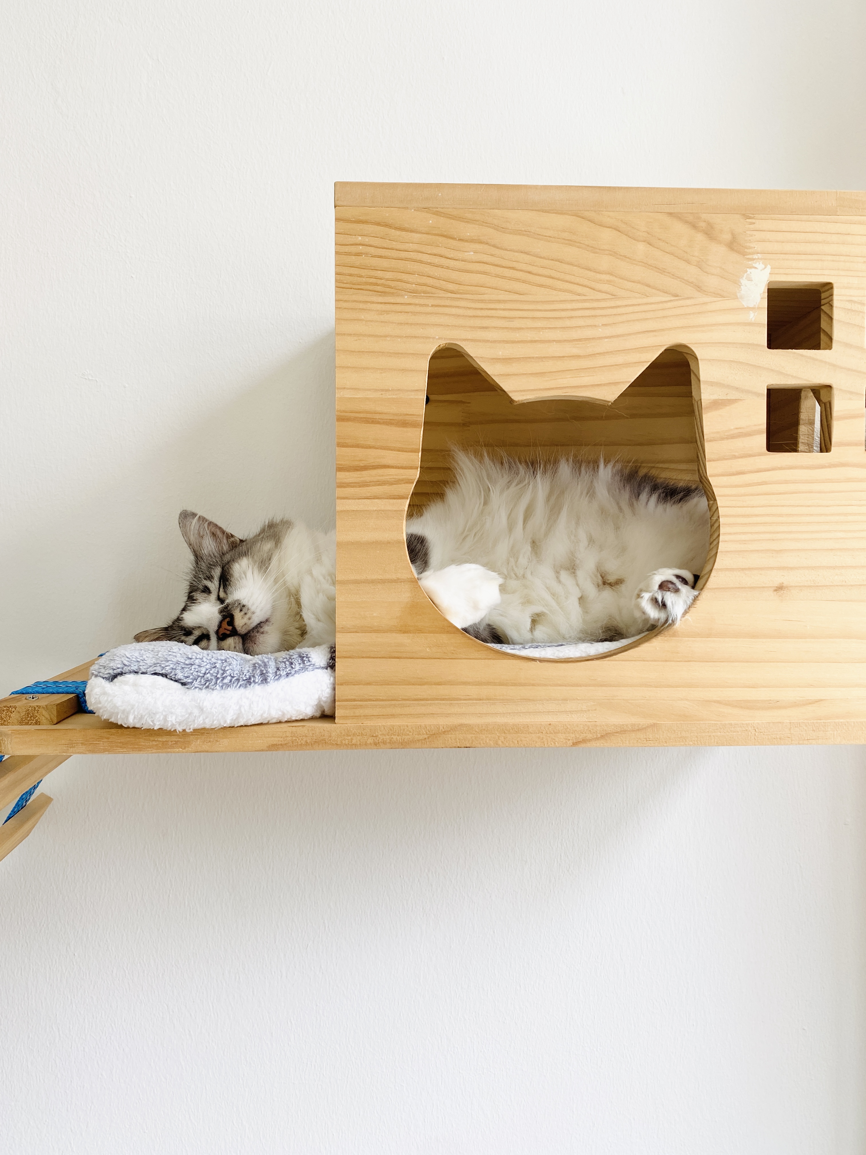 All that your indoor cat needs to stay happy - Wooden cat house, fluffy white and gray cat, cozy sleeping cat, light brown