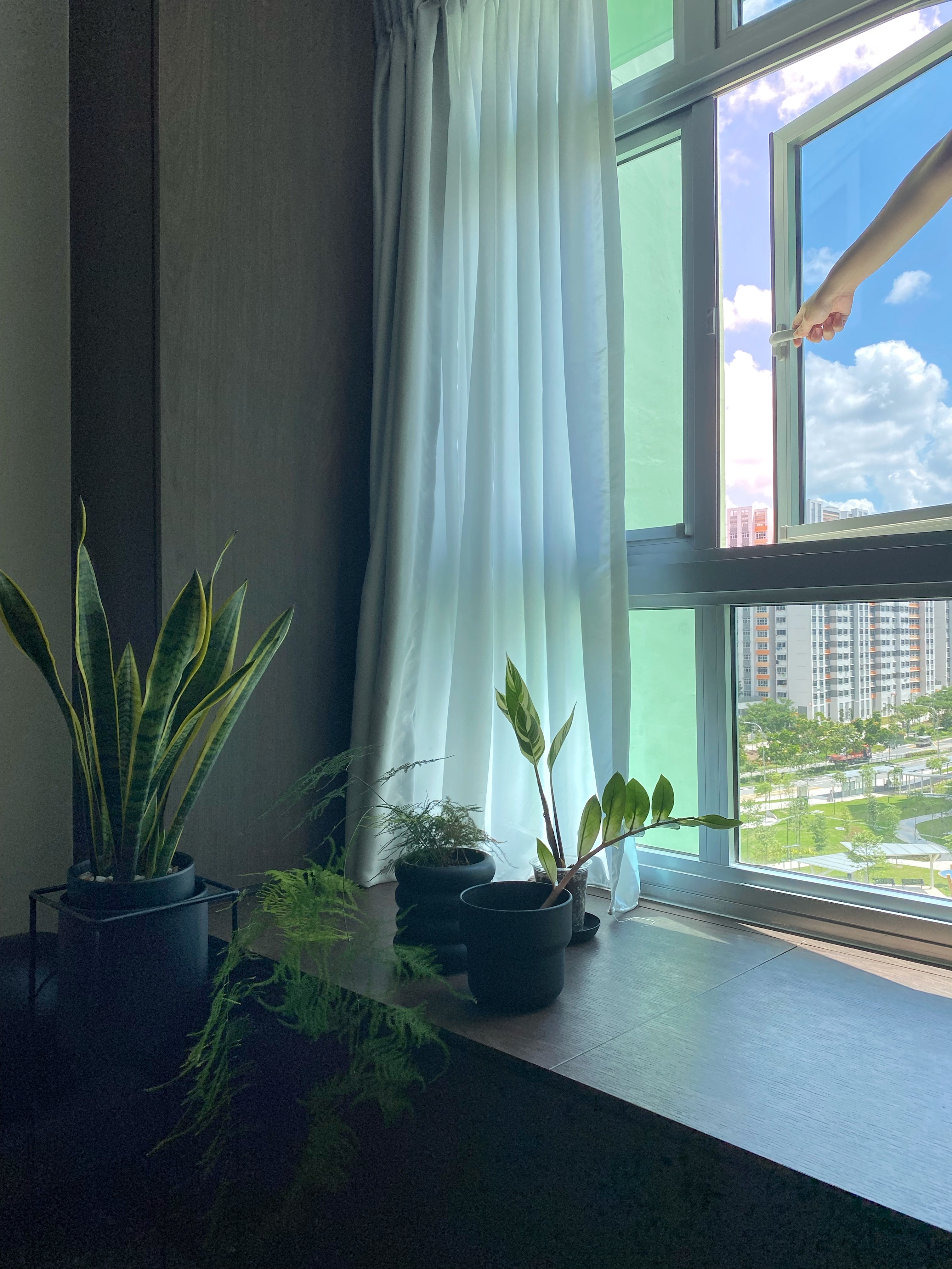 Our fun choice of morning routine - this is what we work hard for - Sunlit window, sheer curtains, indoor plants, green