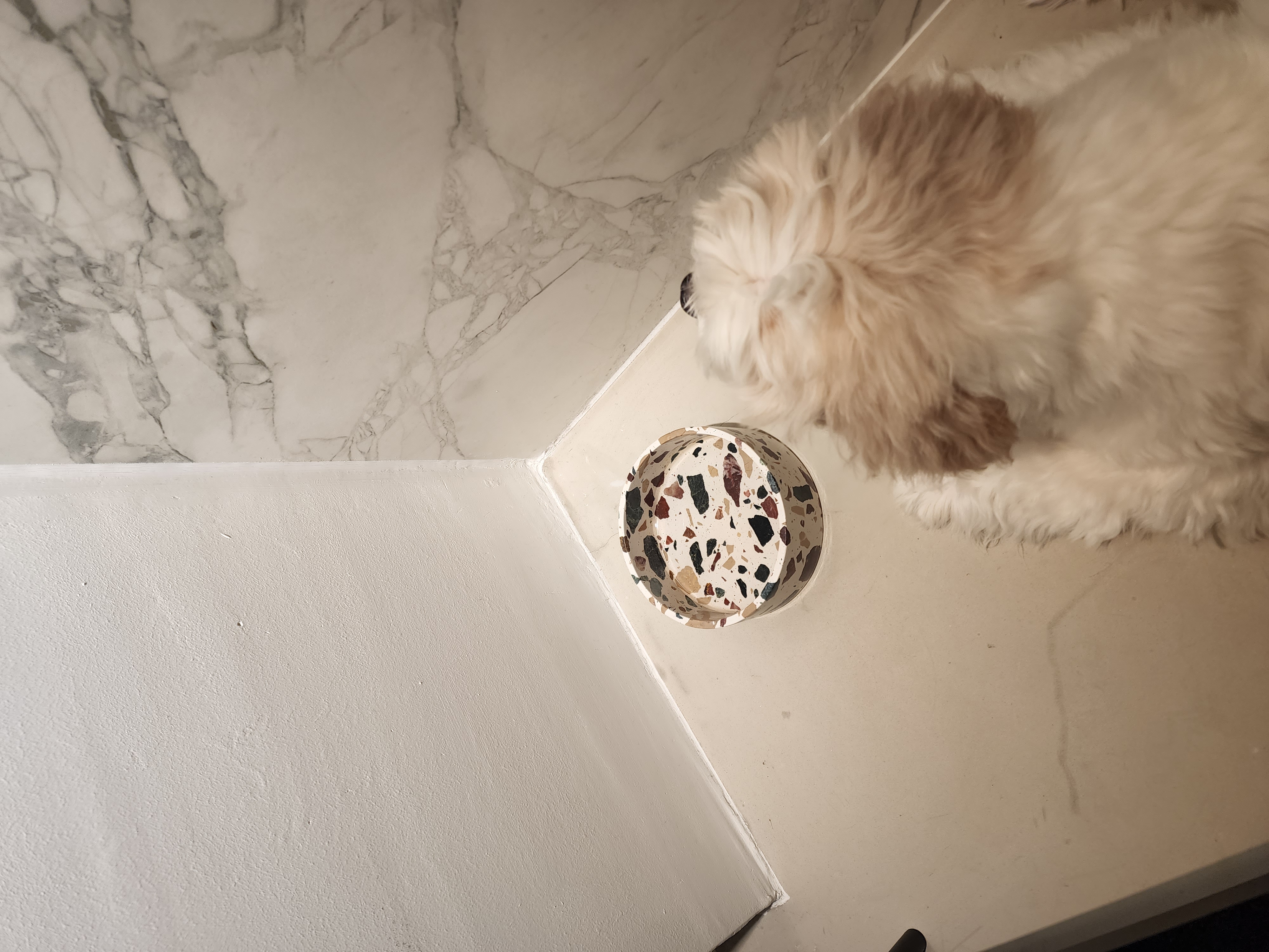 Transforming a 1980s wall kitchen - Marble-patterned floor, dog lying on floor, white wall, small round object, fluffy white