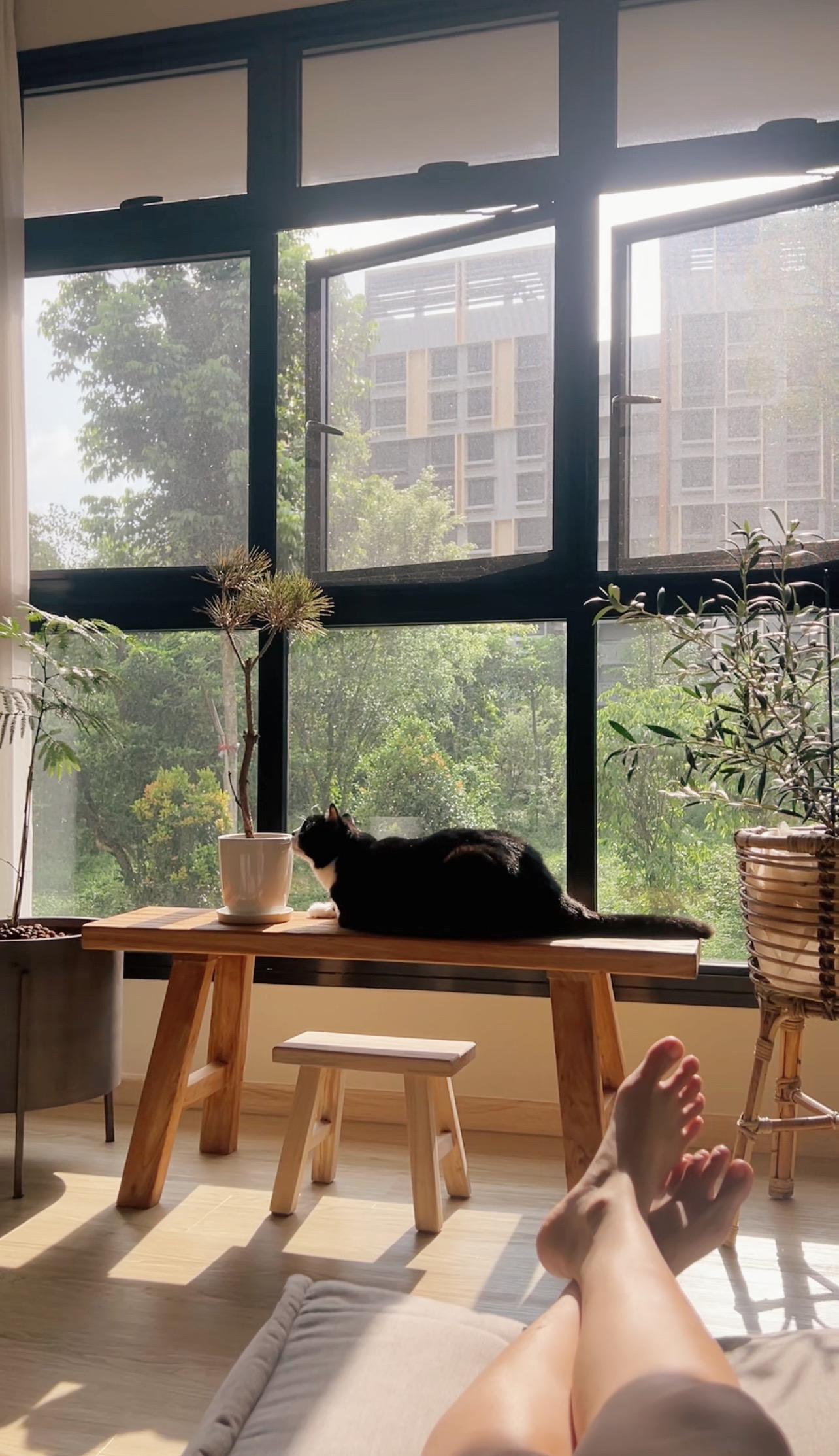 From bare to bliss: Before and after renovation of our 4-room BTO flat - Sunlit room, black cat, wooden table, potted plant