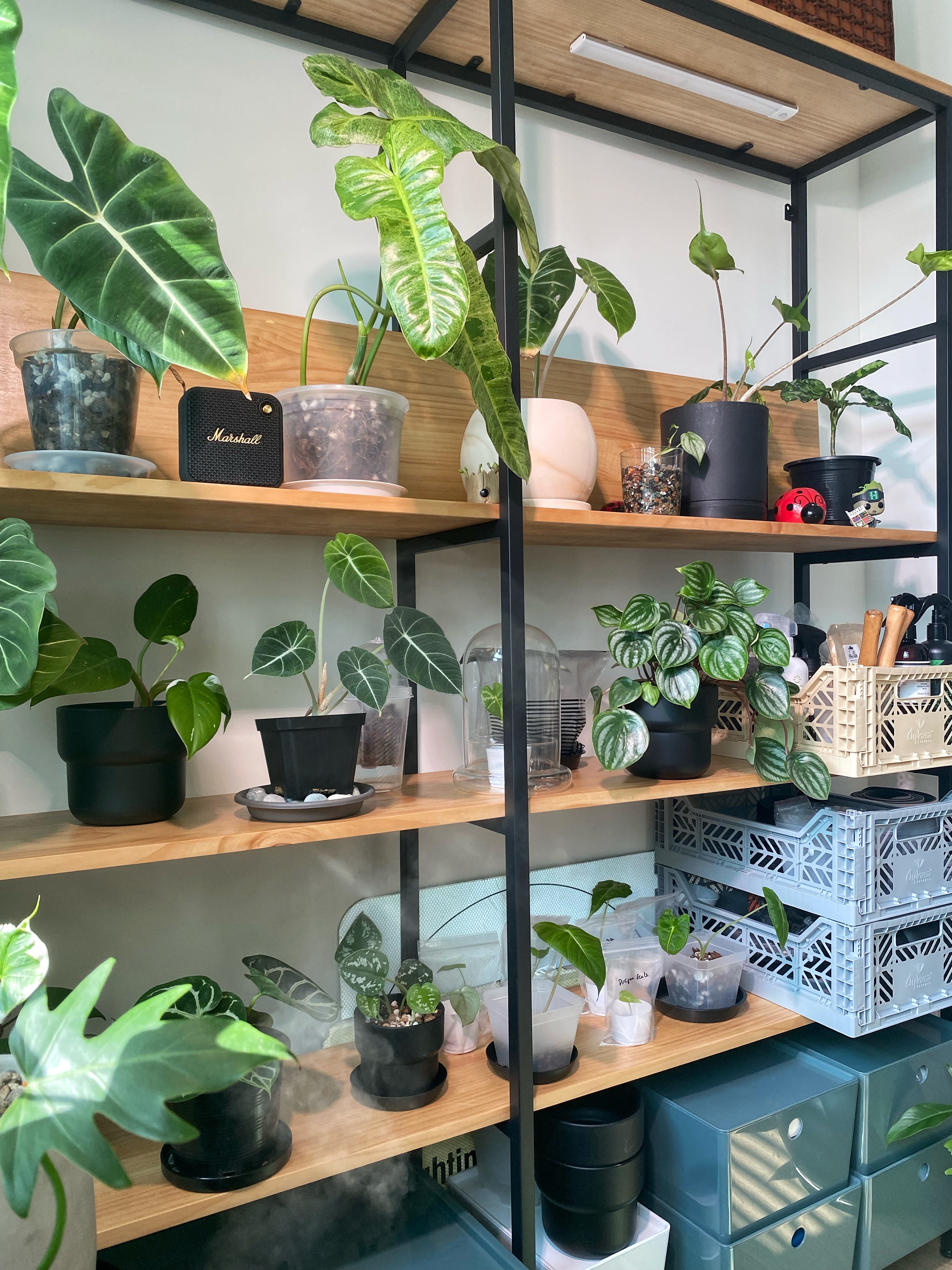 Welcome to the jungle, the right shelf matters - Green potted plants on wooden shelves, black Marshall speaker, white marble