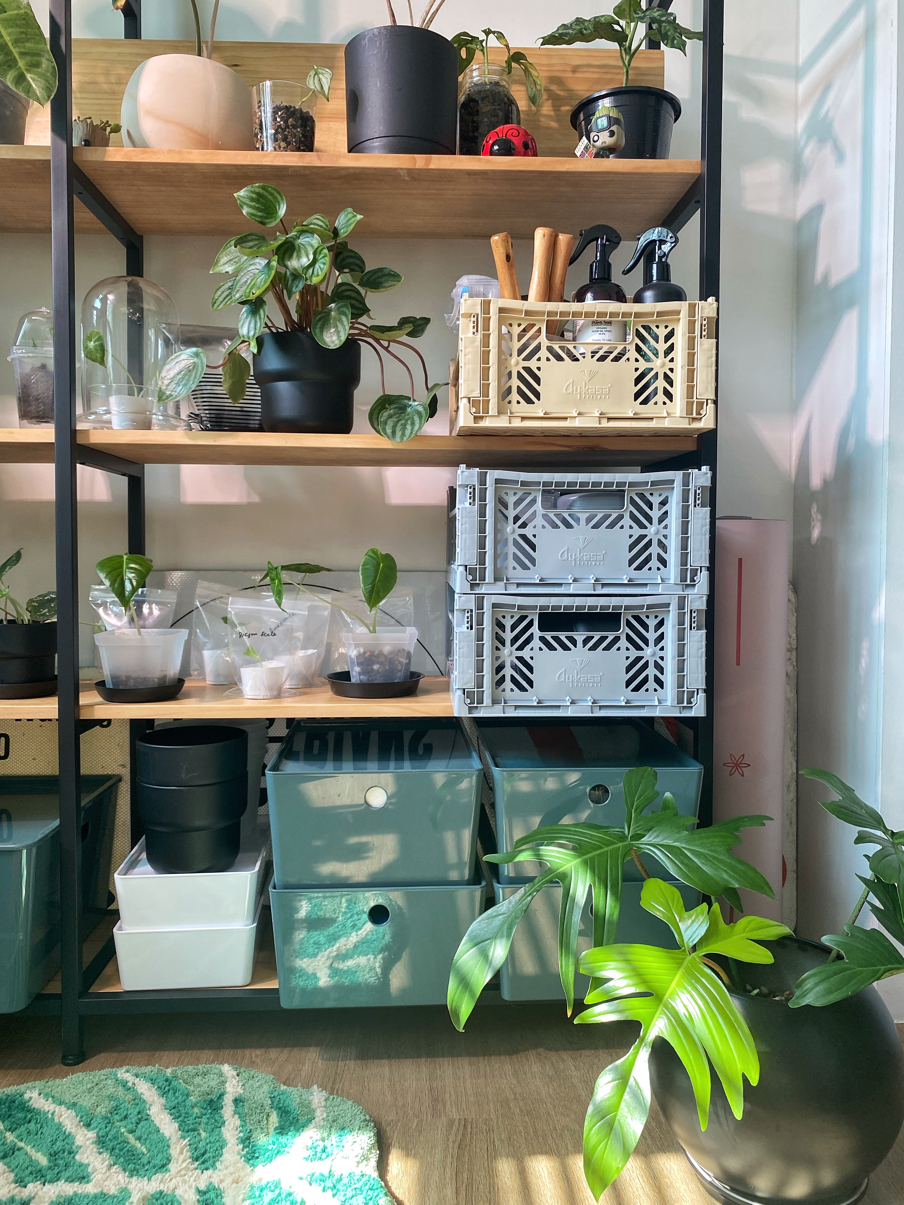 Welcome to the jungle, the right shelf matters - Shelf with various potted plants, wooden shelves, black metal frame, green
