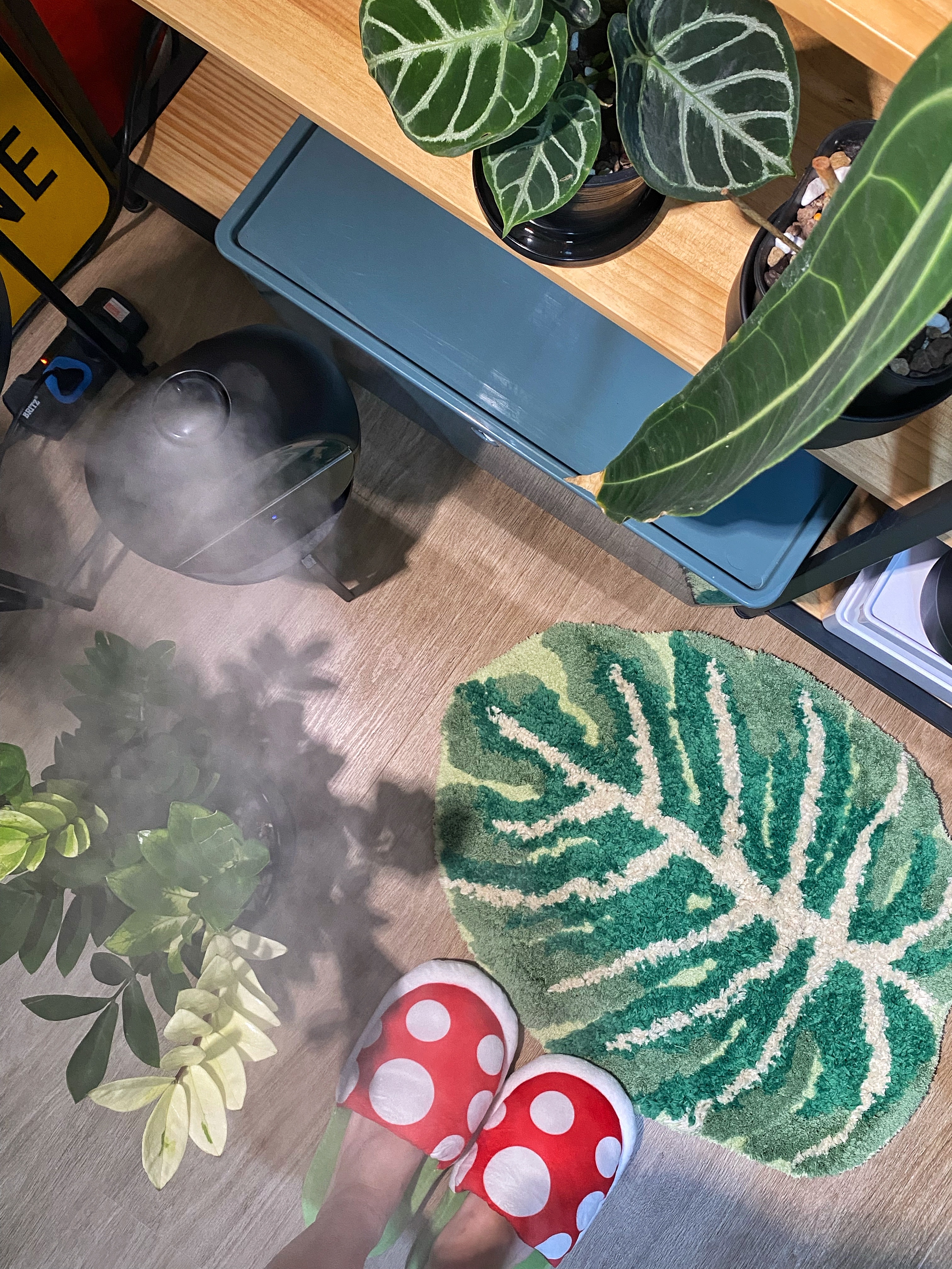 Welcome to the jungle, the right shelf matters - green potted plant, indoor plants, indoor garden, indoor plants on shelf