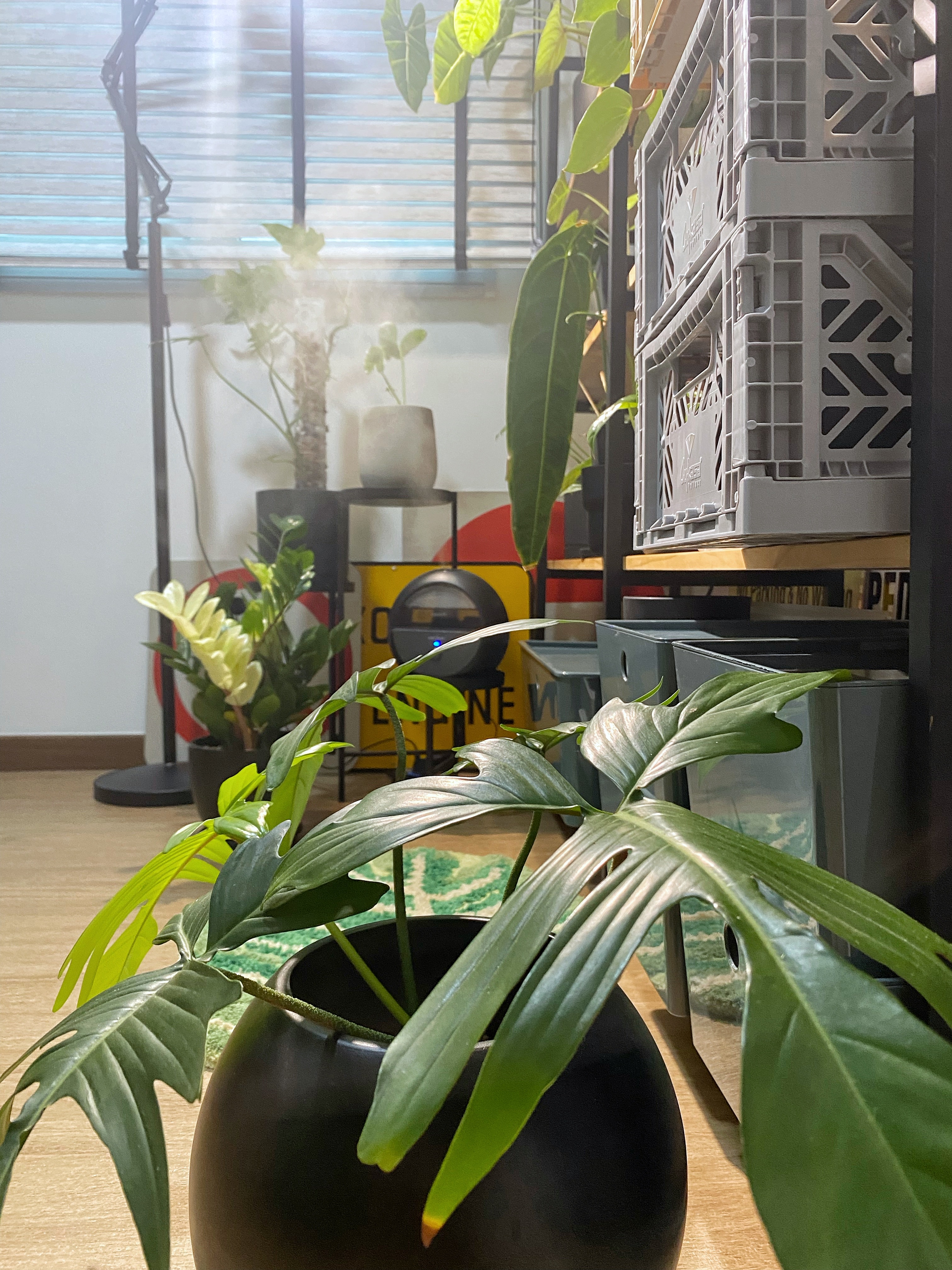 Welcome to the jungle, the right shelf matters