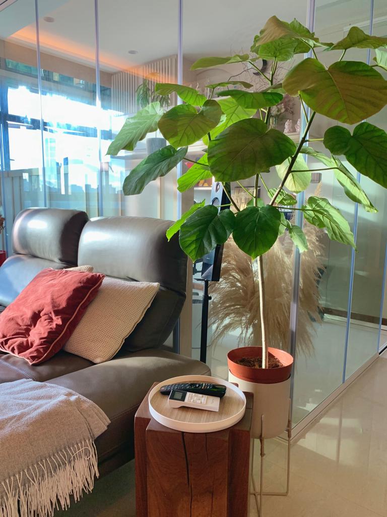 Japanese Inspired Interior | Minimal plants with impact