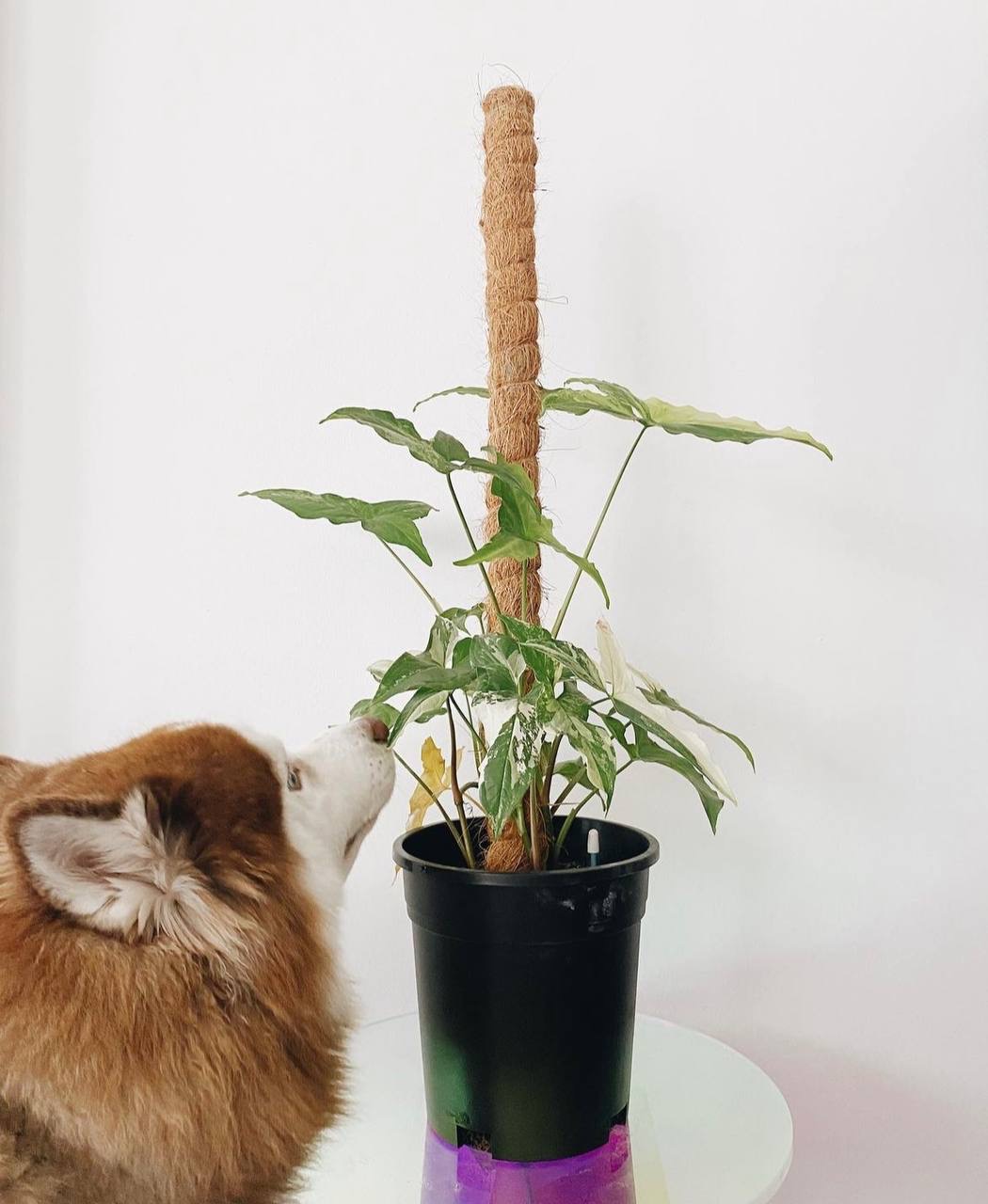 Creating Your Own Outdoor Space! - Dog sniffing plant, paws on plant, green leaves, white flowers, indoor setting, black pot