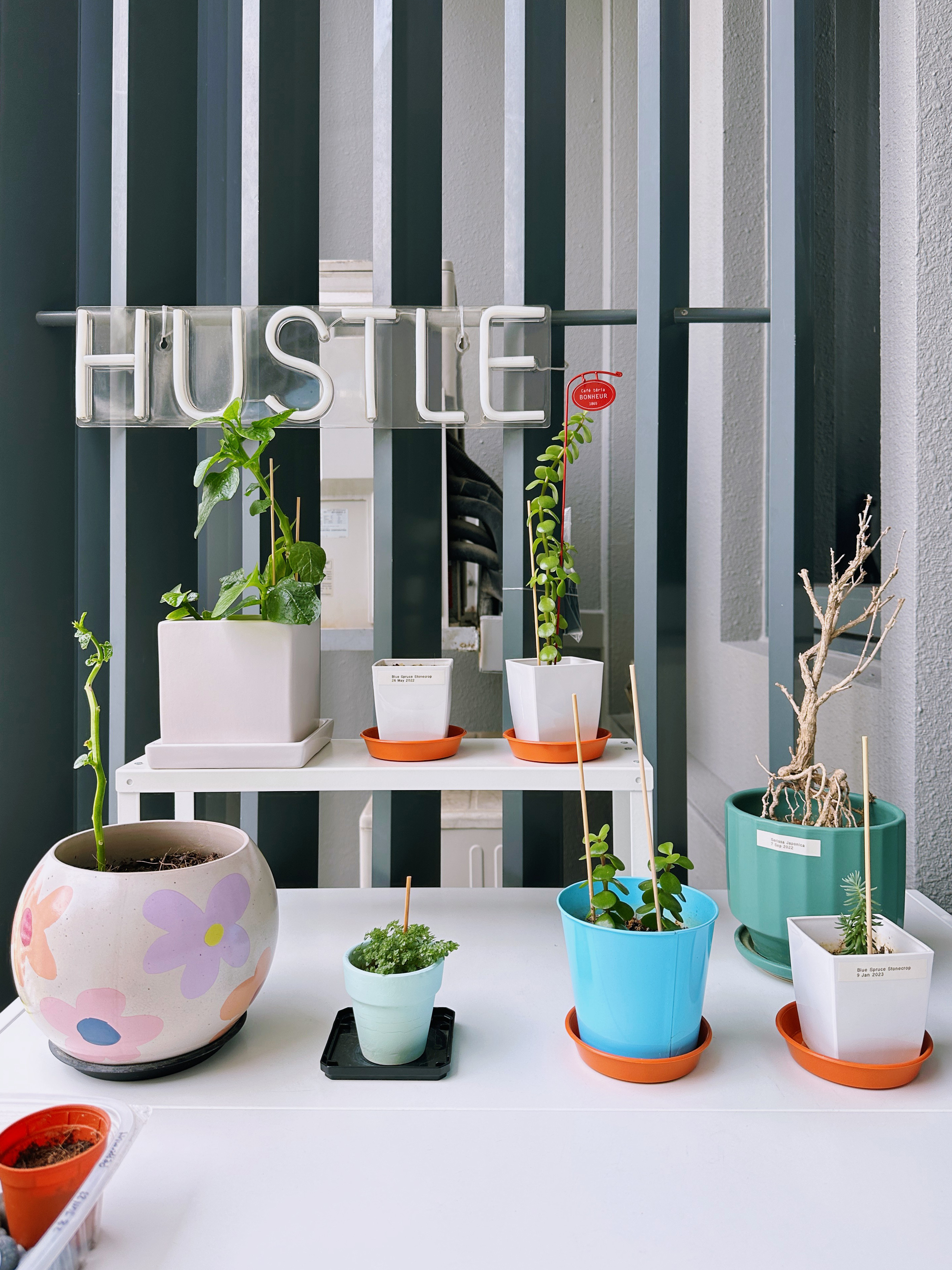 Our Little Garden & Extended Dining Space With Beautiful Sky View - vibrant green plants, modern interior, colorful pots