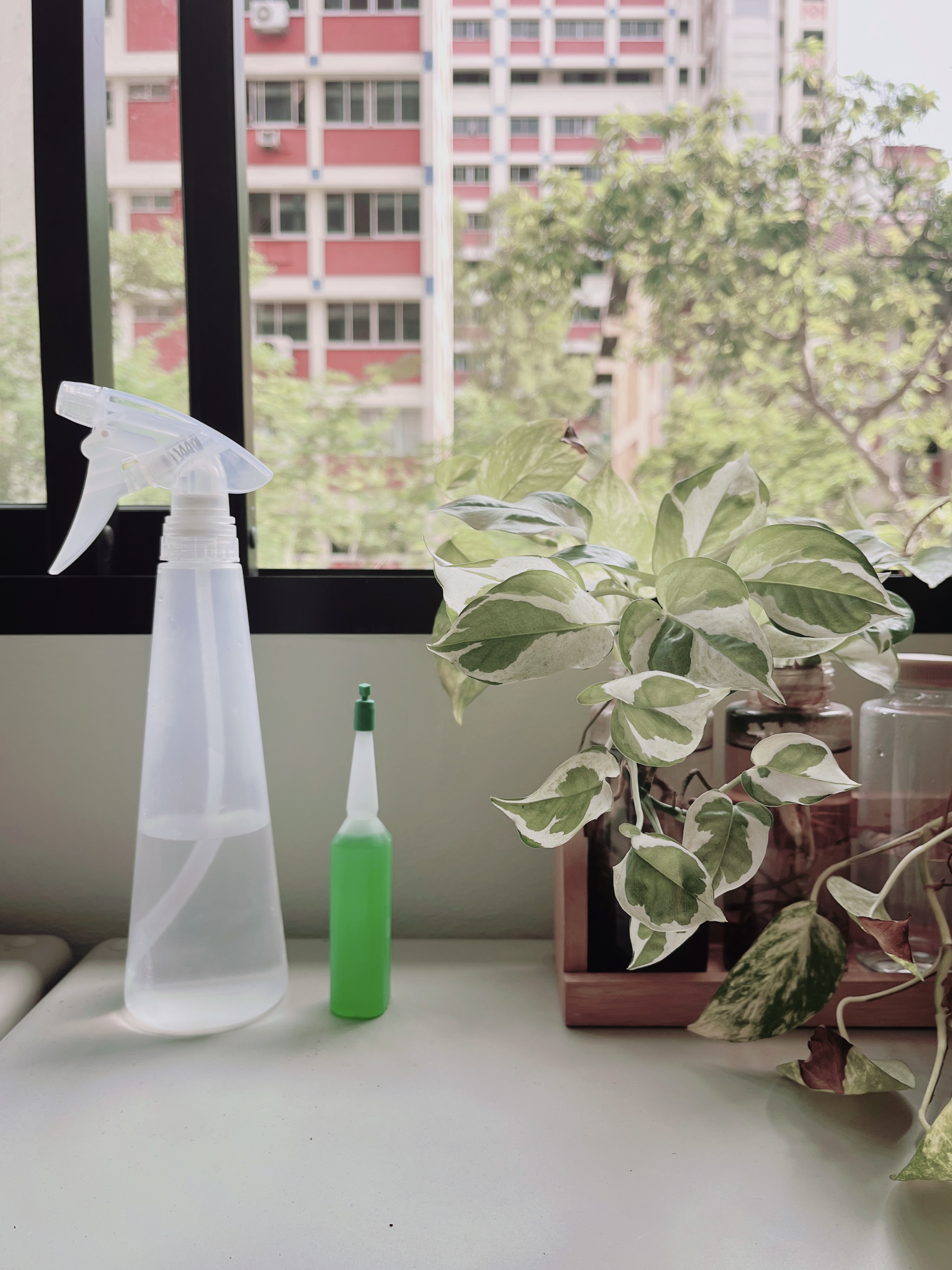 New-beginnings:-young-plants-in-new-home