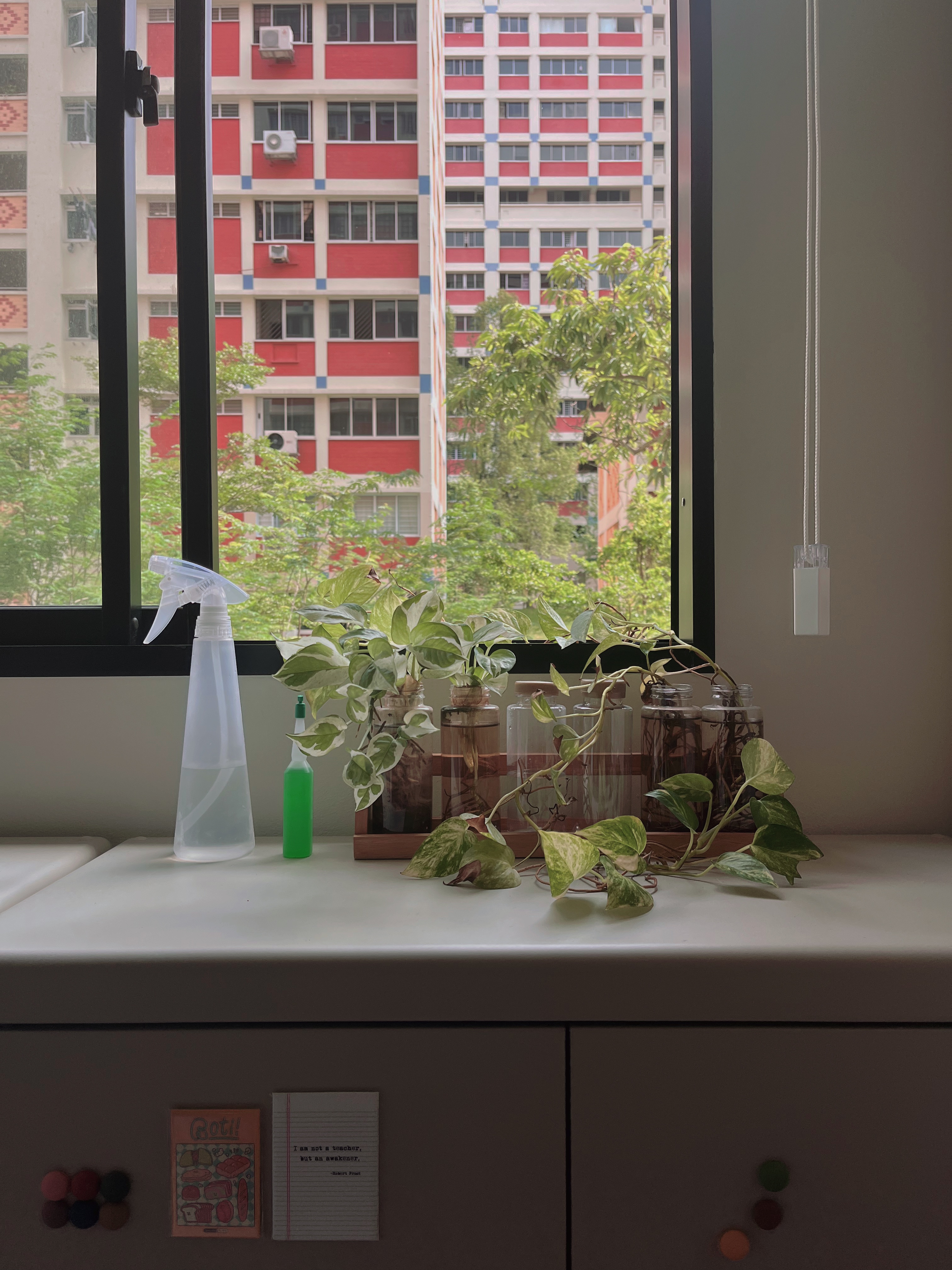 New beginnings: young plants in new home - cleaning supplies, indoor plants, greenery, indoor decor, natural elements, indoor