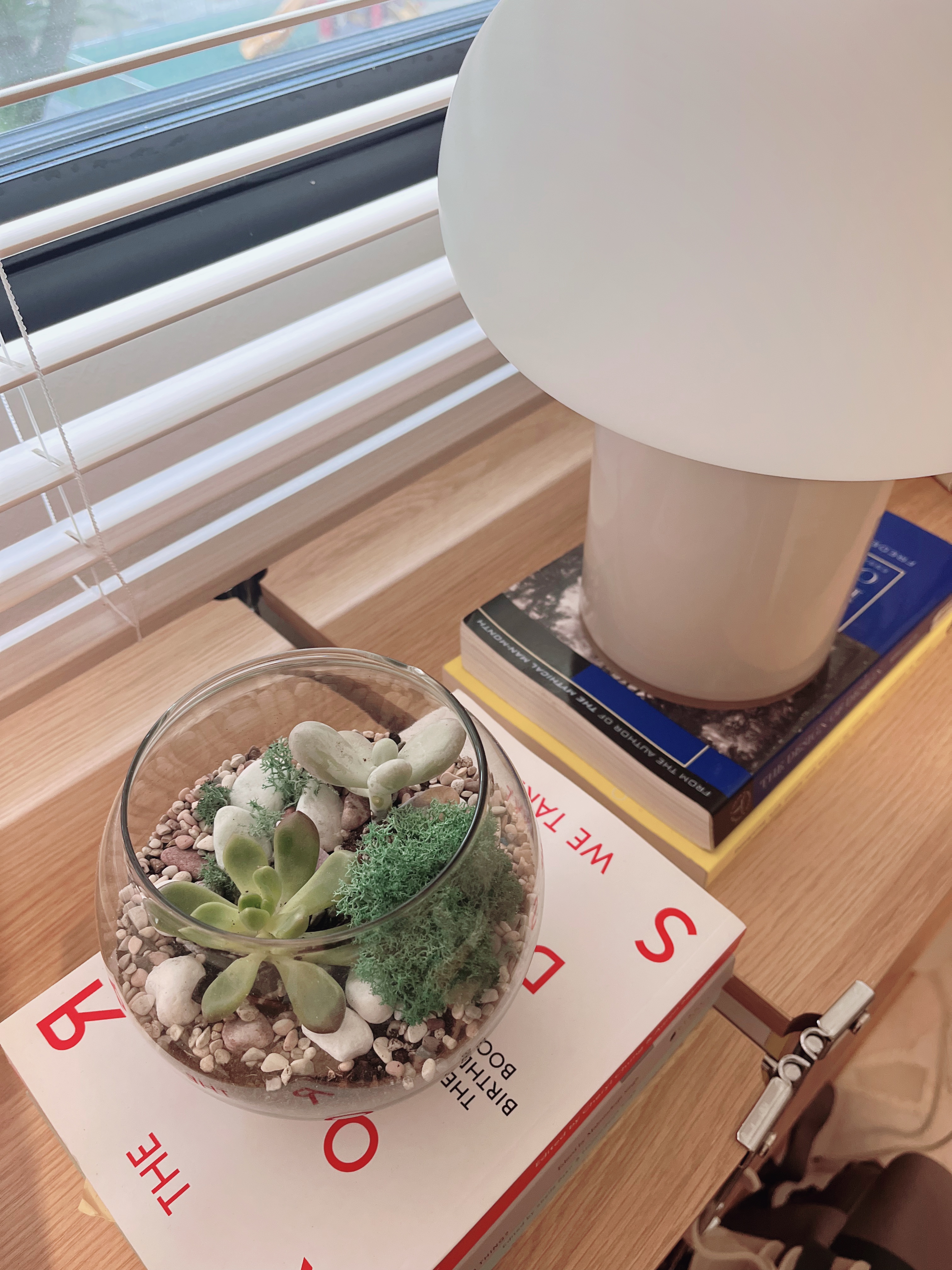 New beginnings: young plants in new home - vibrant green succulent, indoor plant, indoor garden, indoor plant care, indoor
