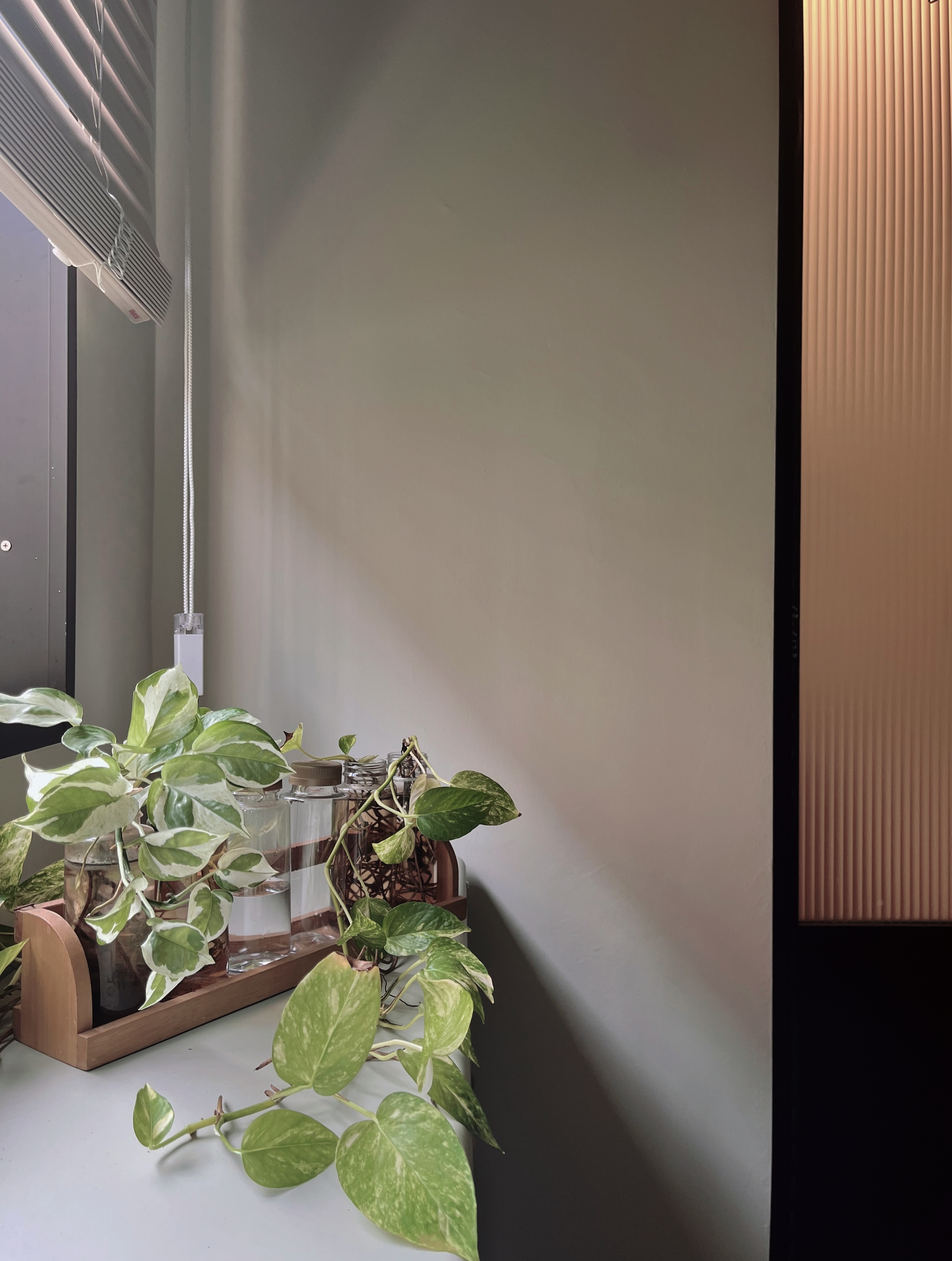 New beginnings: young plants in new home - Green potted plant with white and dark green variegated leaves, placed on a wooden