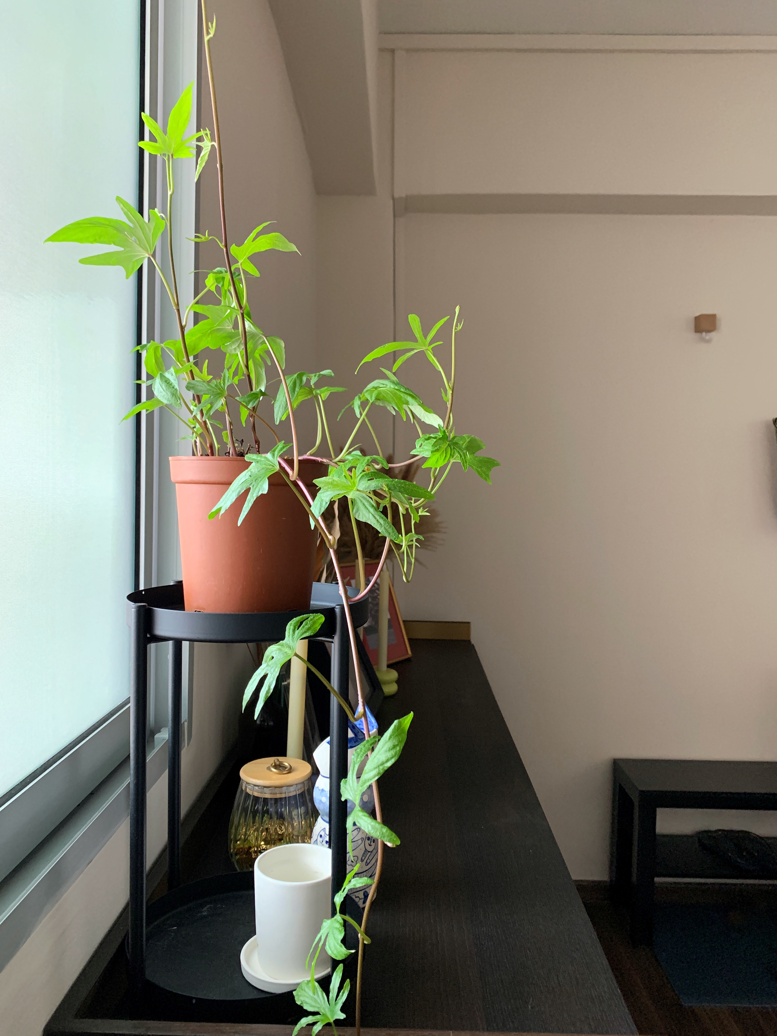 Little touches to add greenery through our home - vibrant green leaves, indoor plant, terracotta pot, modern interior