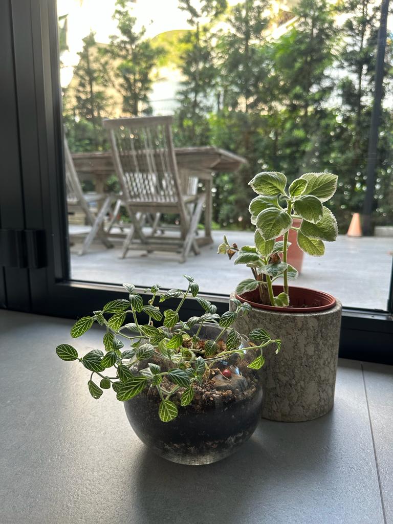 Indoor dining room with an outdoor feel - Indoor potted plants, green leaves, small succulent, indoor garden, natural light