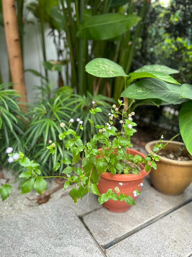 Creating privacy in a dense neighbourhood - Green leafy plant with small white flowers, situated on a tiled patio, surrounded
