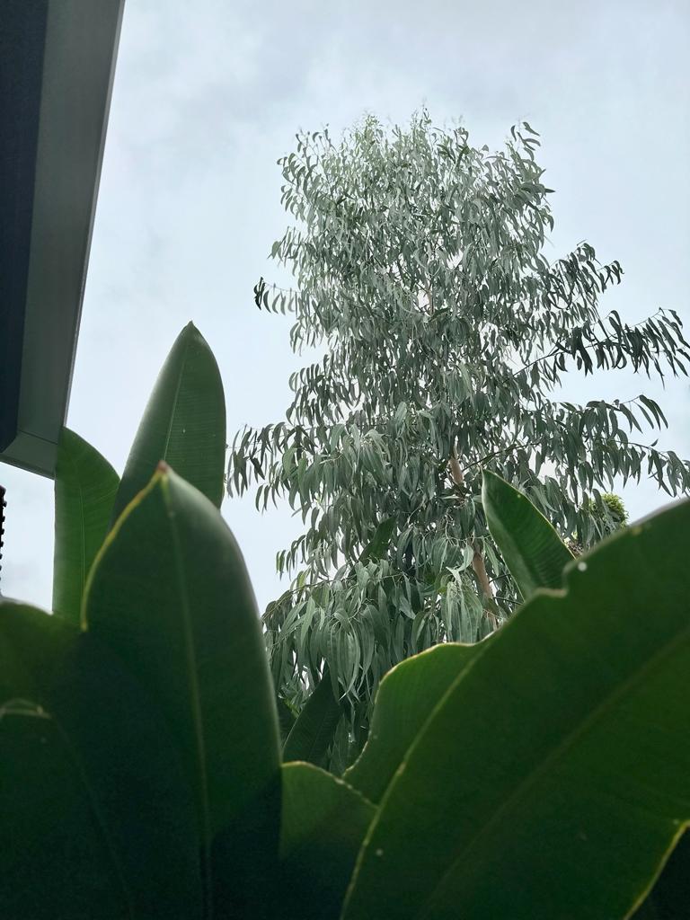 Creating privacy in a dense neighbourhood - Green leaves, tree branches, lush foliage, tropical plant, overcast sky, natural