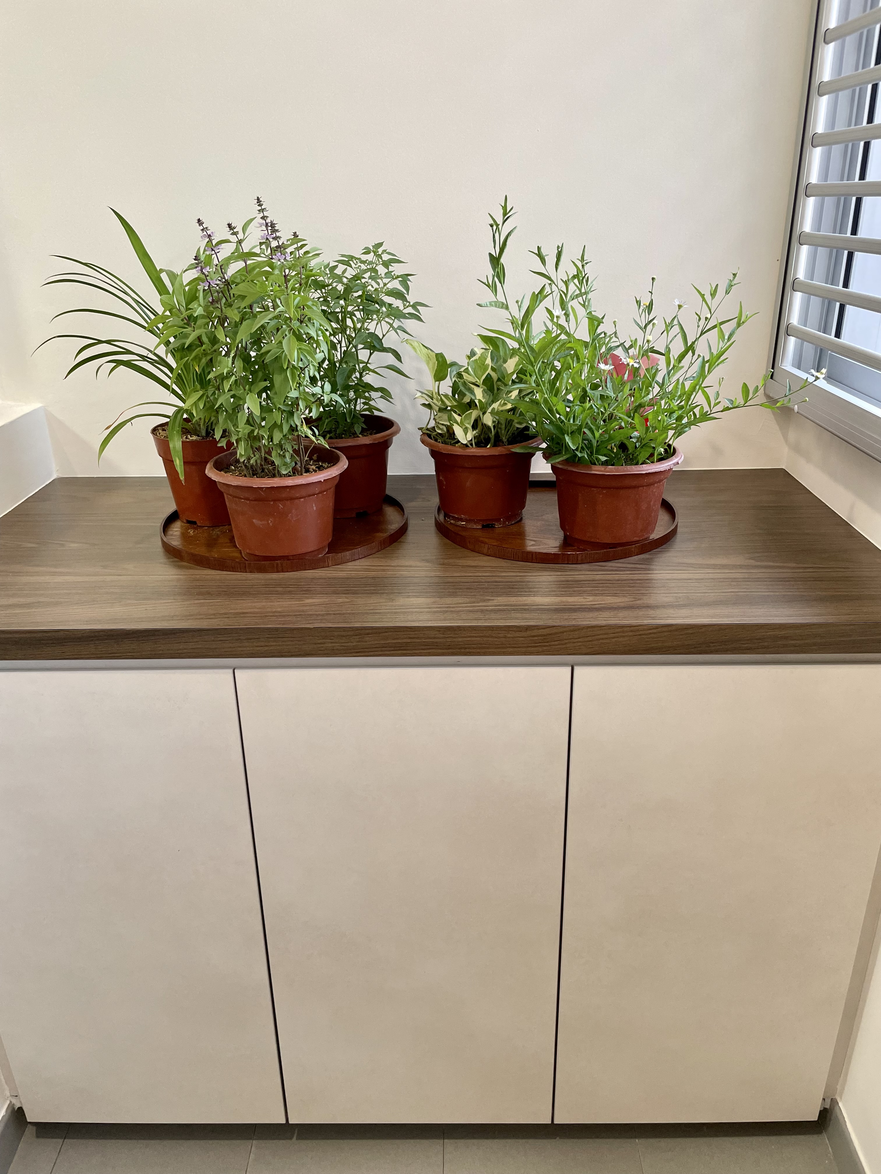 Maximizing your Service Yard - Interesting Sink + Cabinet - vibrant green plants, indoor setting, wooden countertop, modern
