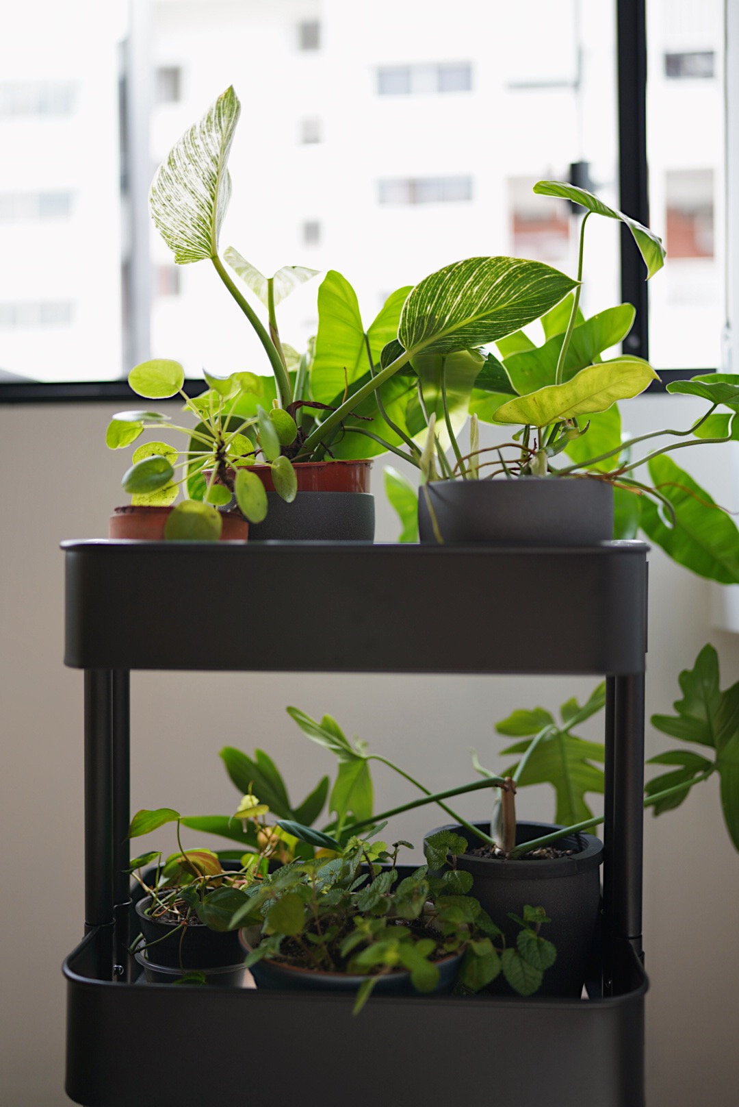 Adding Greenery to Our Apartment - Green indoor plants in various pots, modern shelving unit, bright natural light, indoor