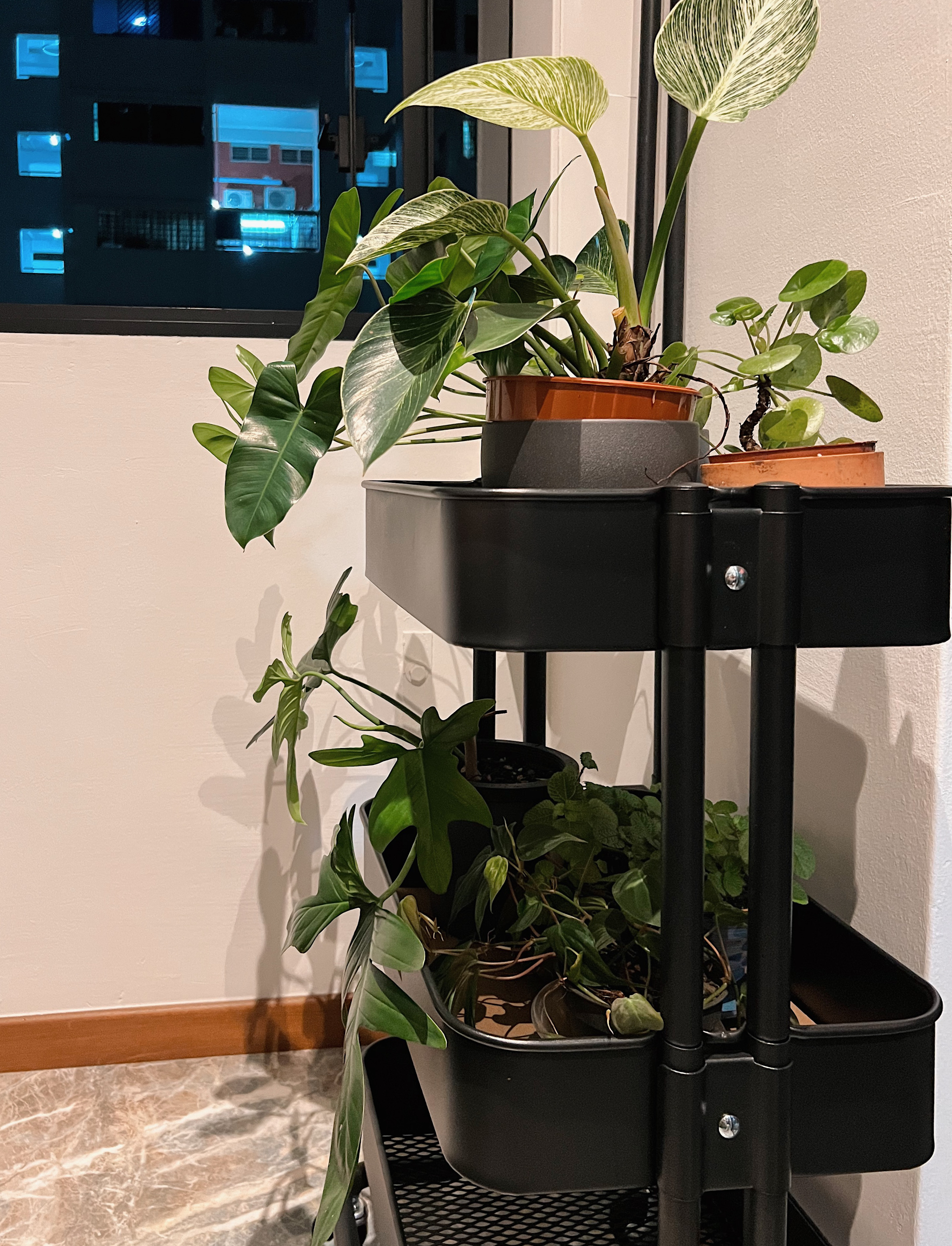 Adding Greenery to Our Apartment