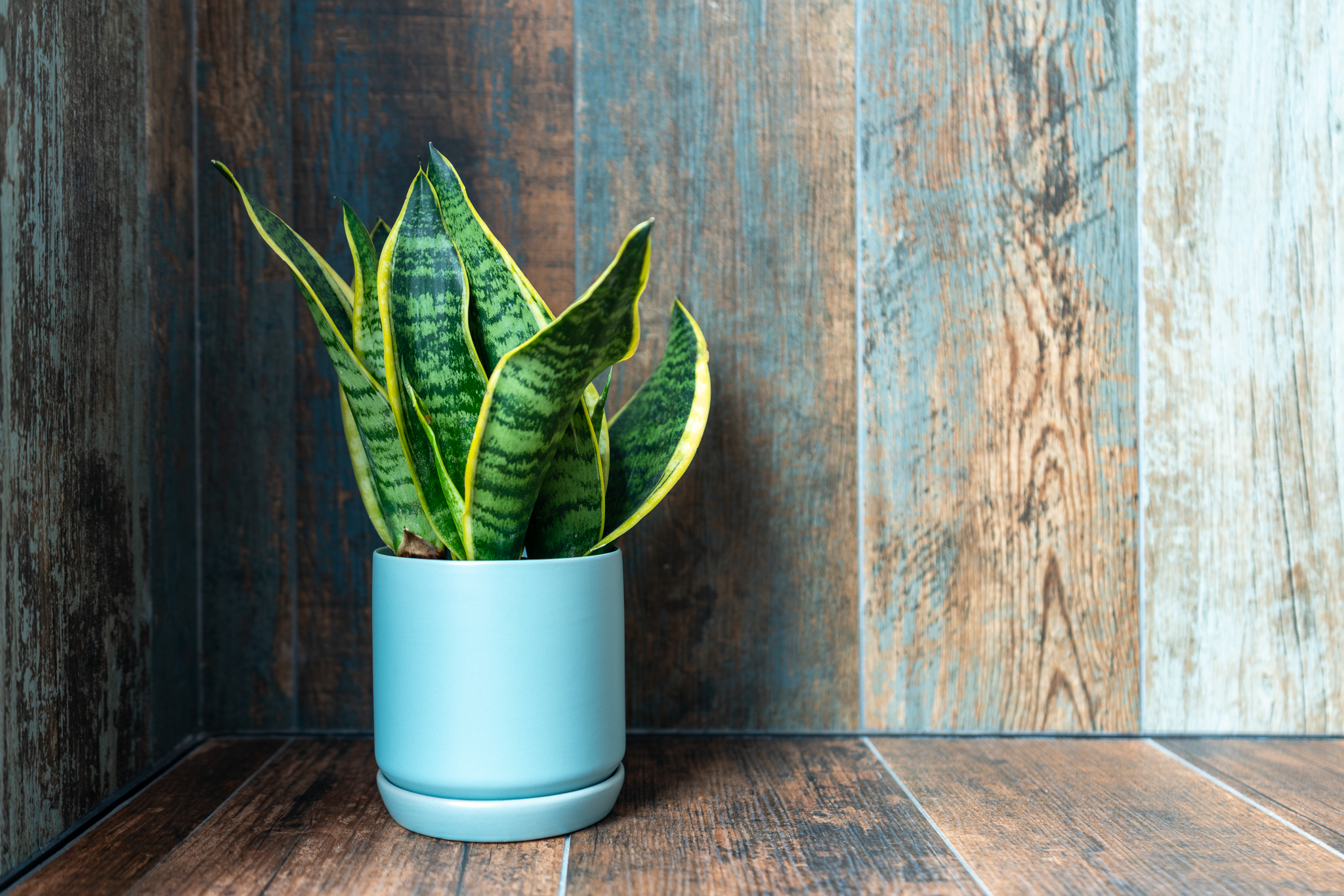 Adding Greenery to Our Apartment - Waterfall plant, green leaves, yellow stripes, rustic wooden background, blue pot