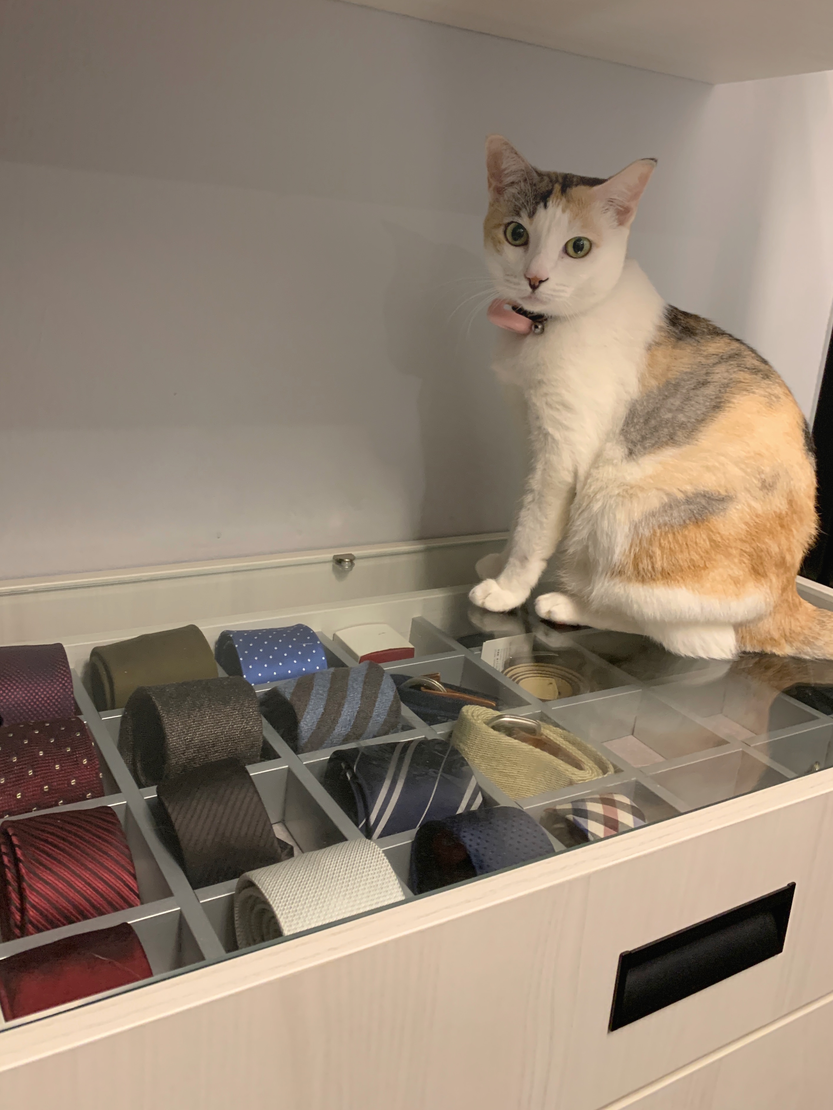 A minimal bedroom with a walk-in wardrobe nook - Cat, sitting, looking, curious, green eyes, white fur, orange and white