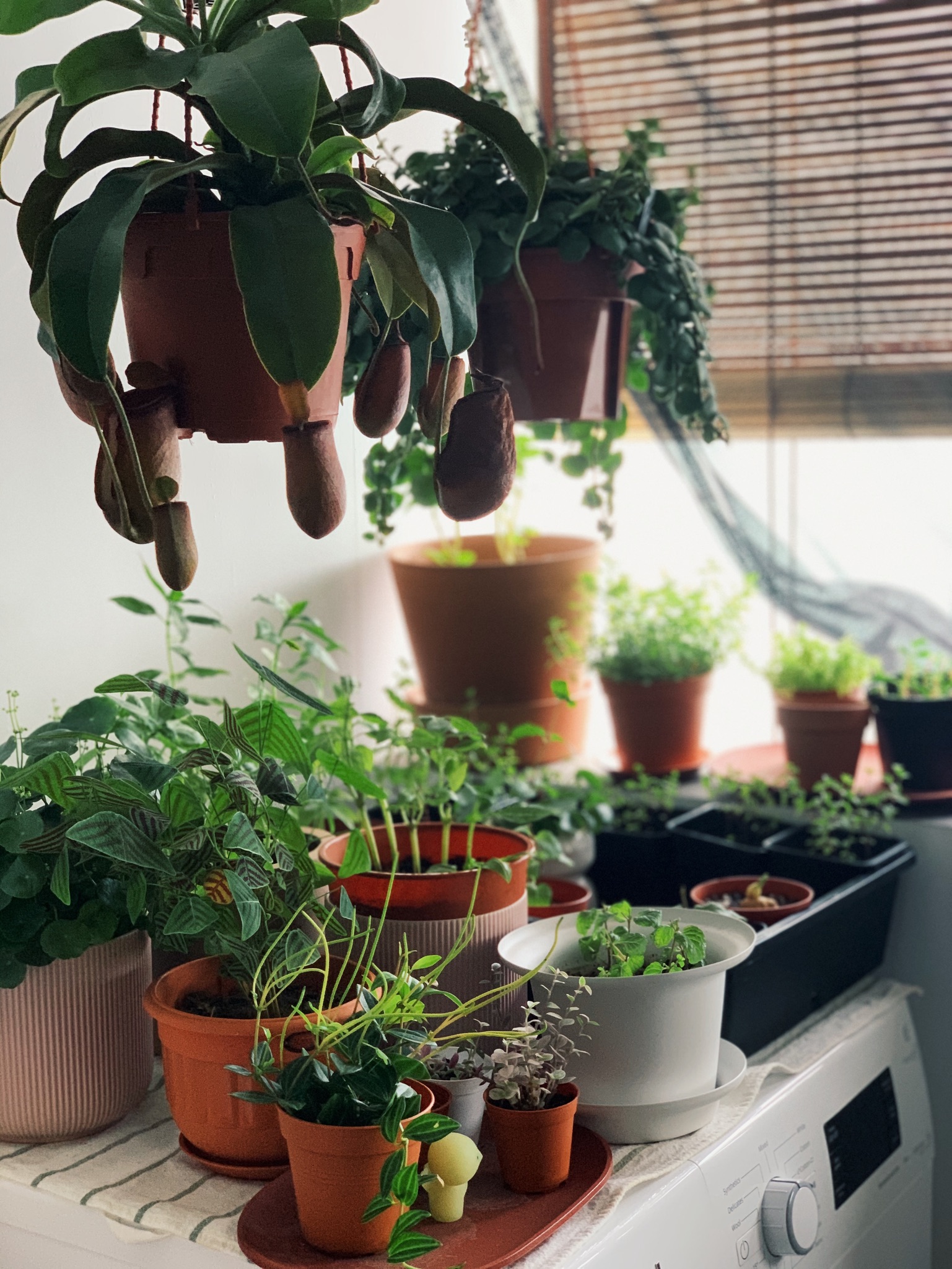Enlivening-the-Balcony:-A-Haven-for-Plants-and-Nostalgia