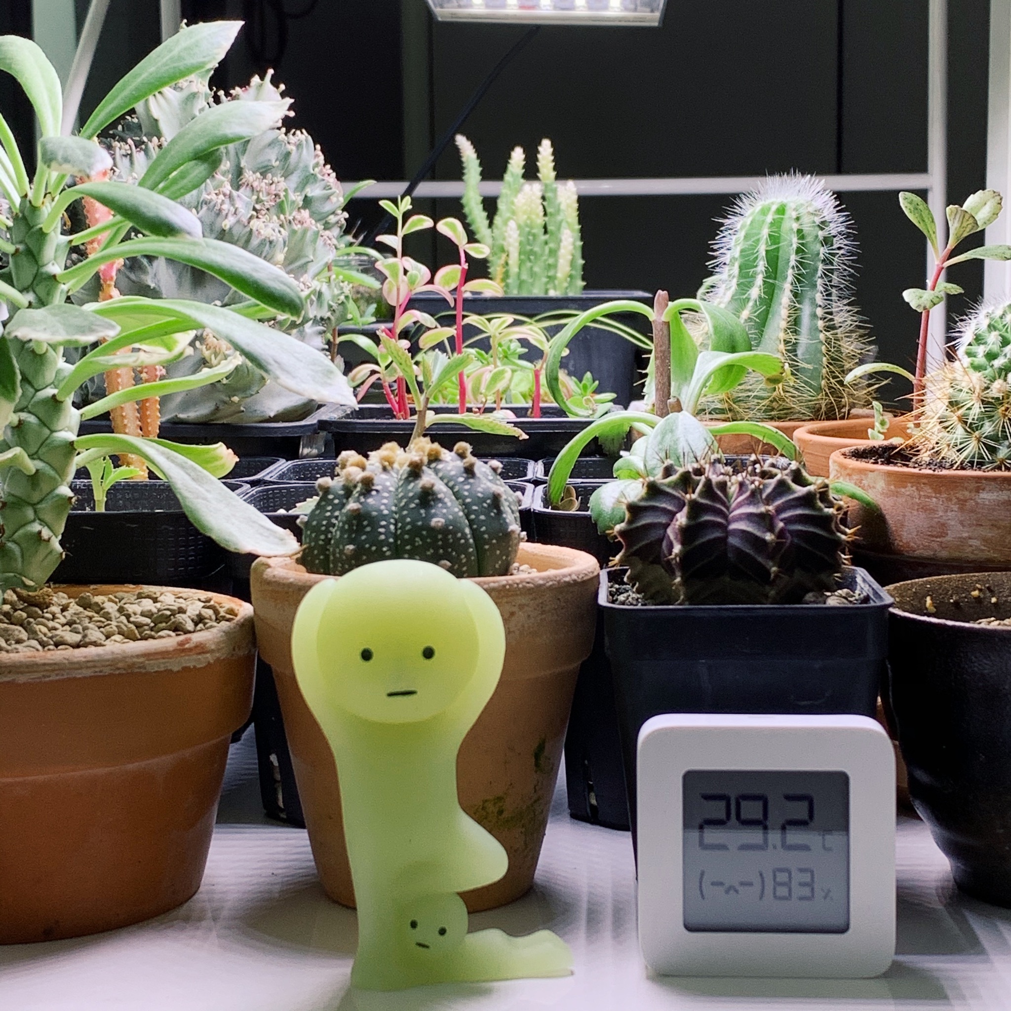 Enlivening the Balcony: A Haven for Plants and Nostalgia - succulent plants, indoor garden, various cacti, indoor plants